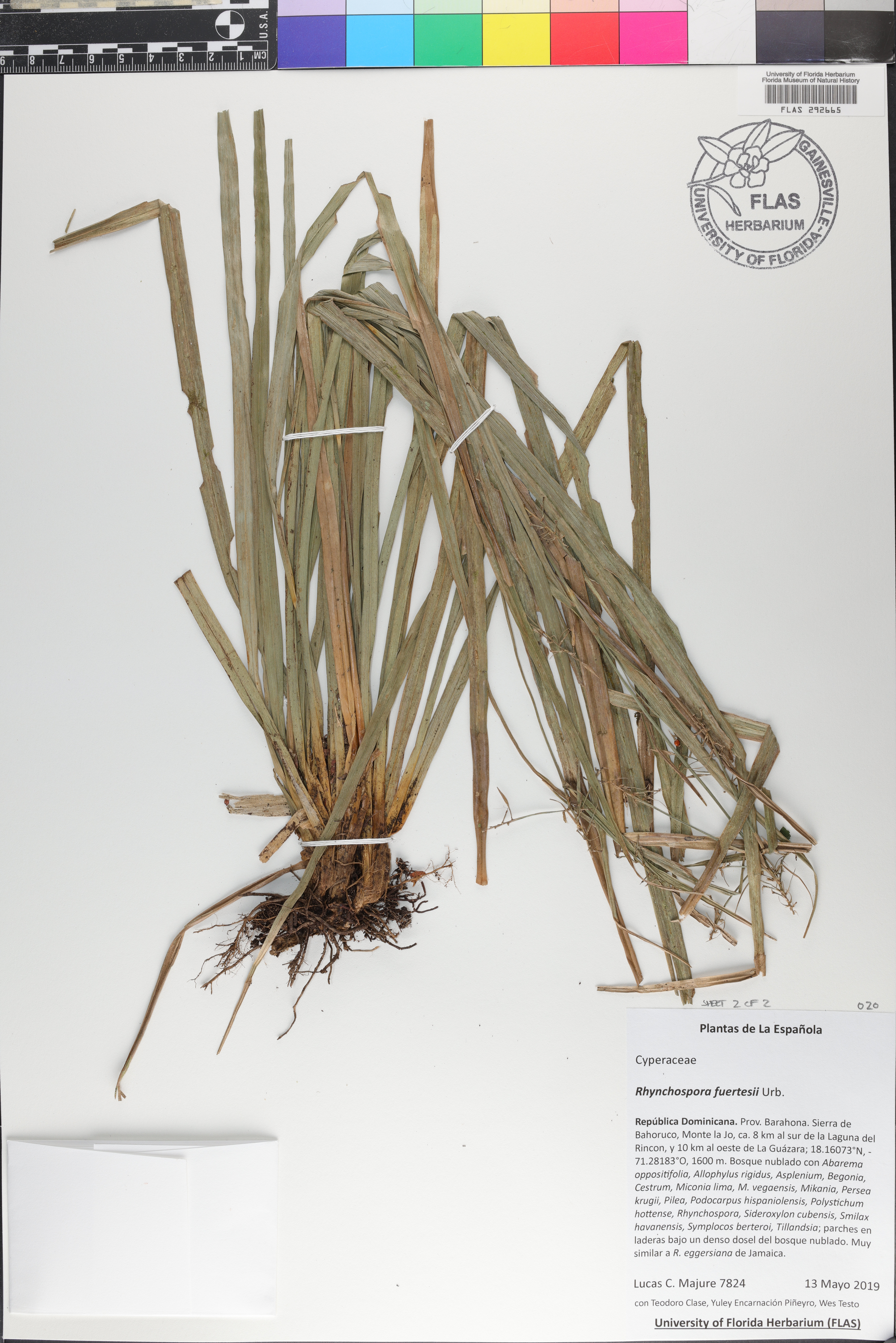 Rhynchospora aristata image