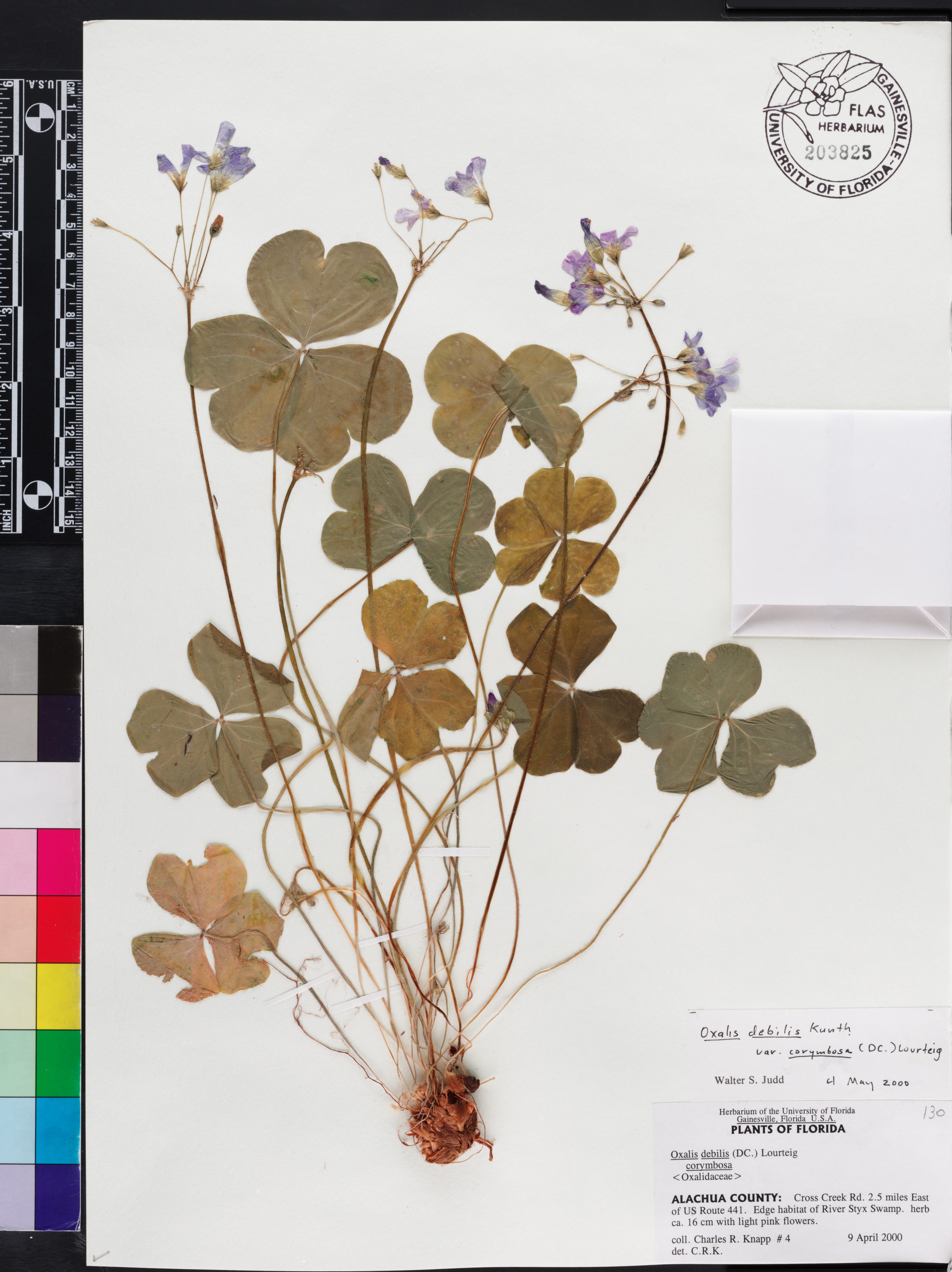 Oxalis debilis image