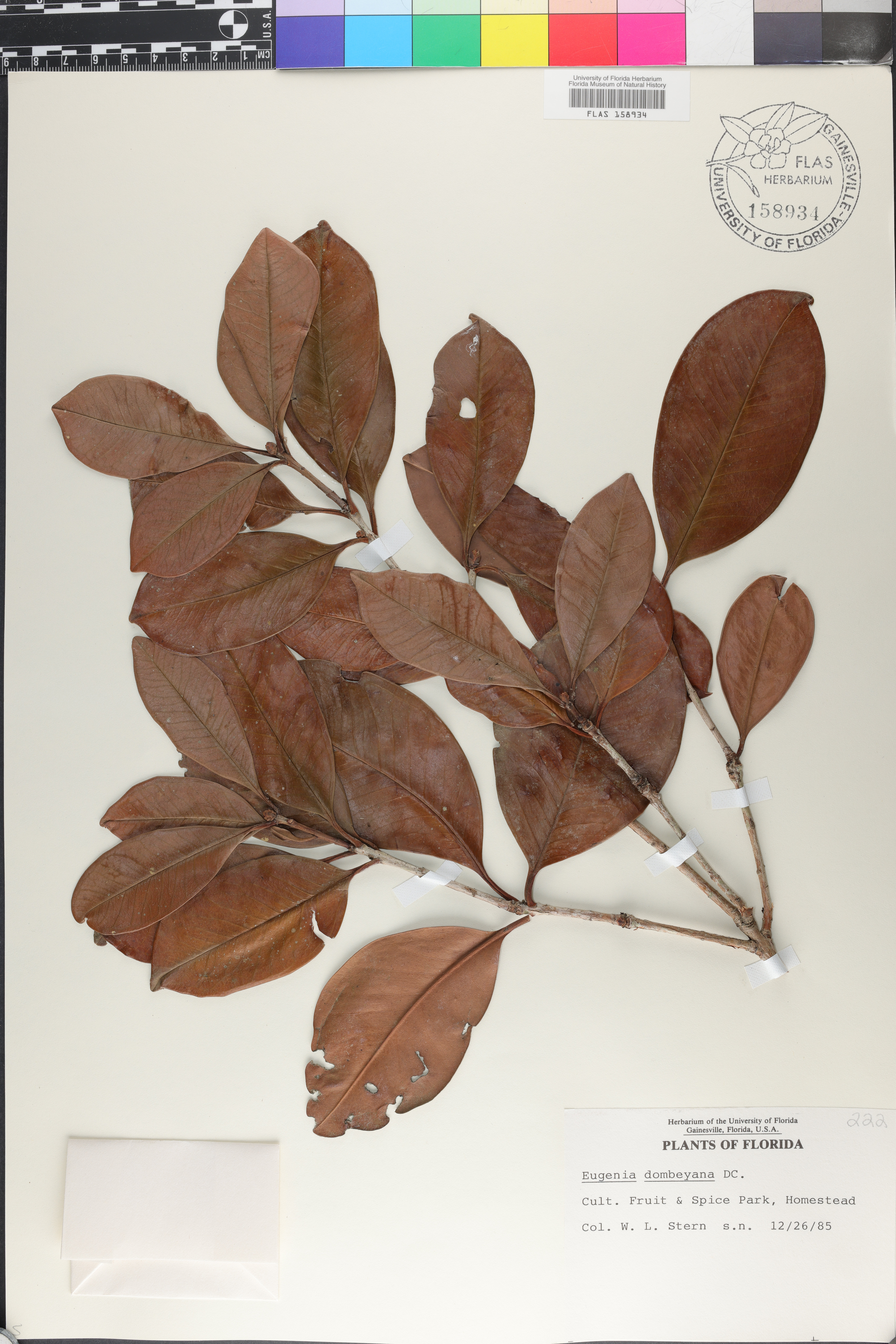 Eugenia dombeyana image
