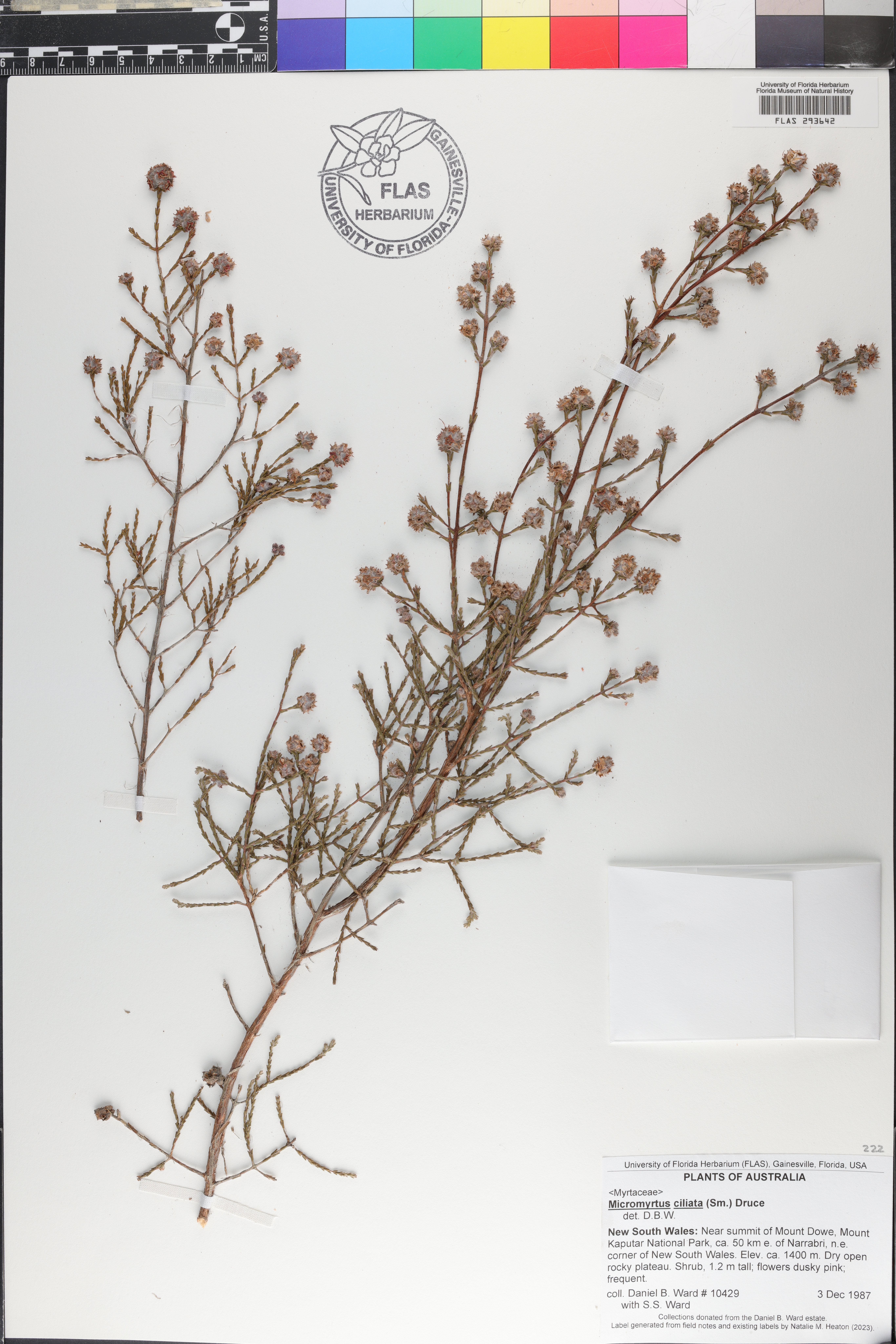 Micromyrtus ciliata image
