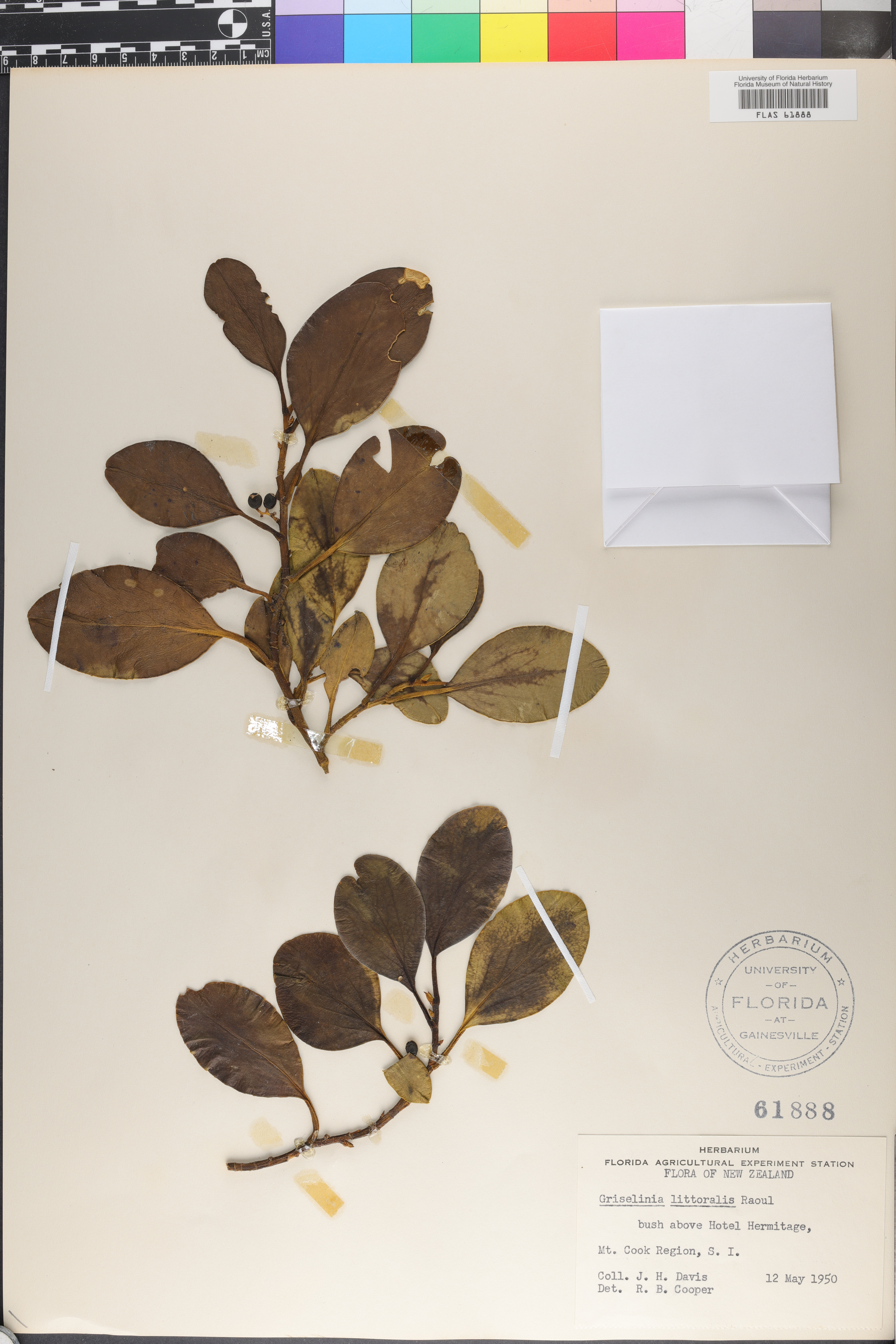 Griselinia littoralis image