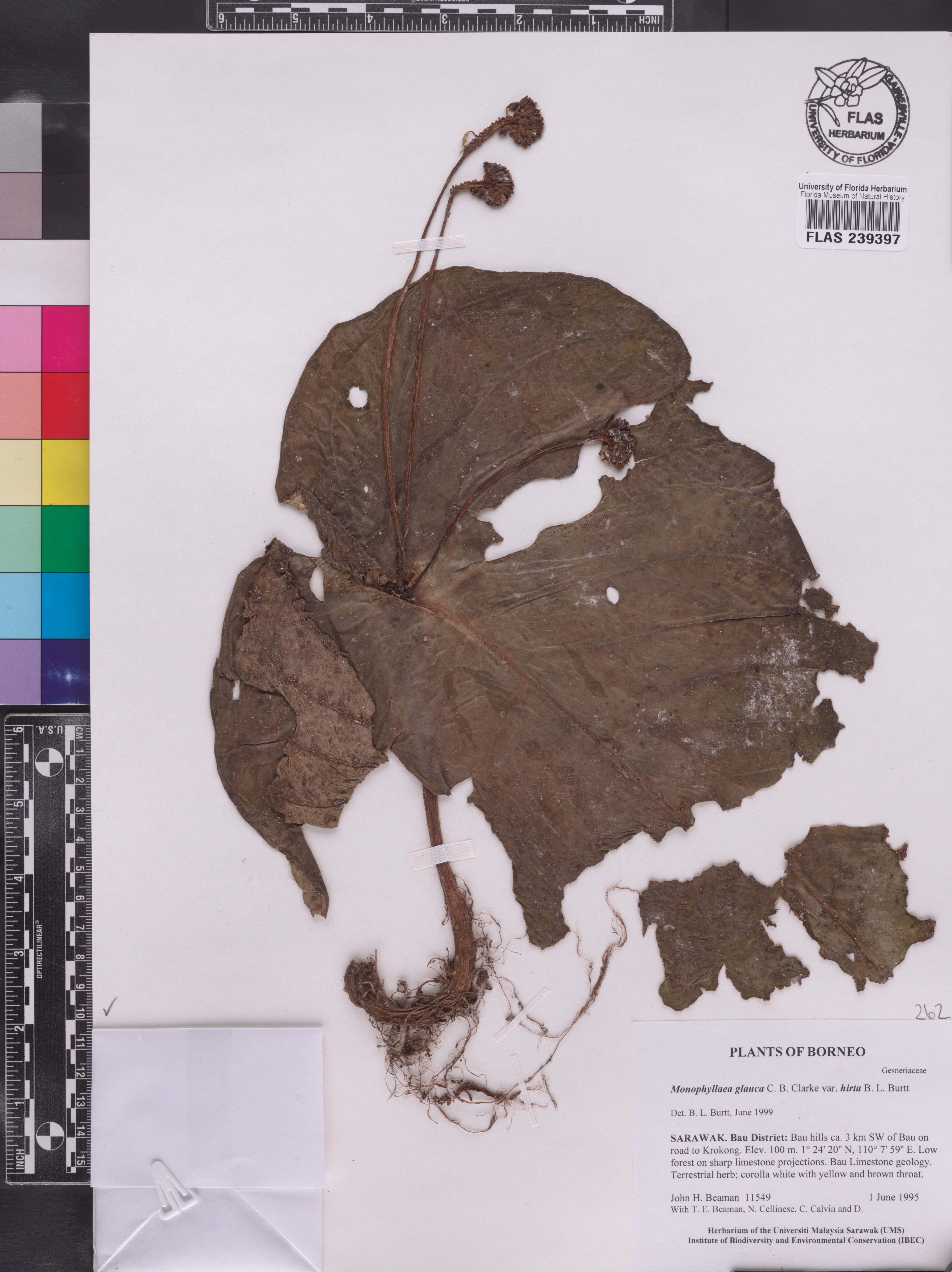 Monophyllaea glauca var. hirta image