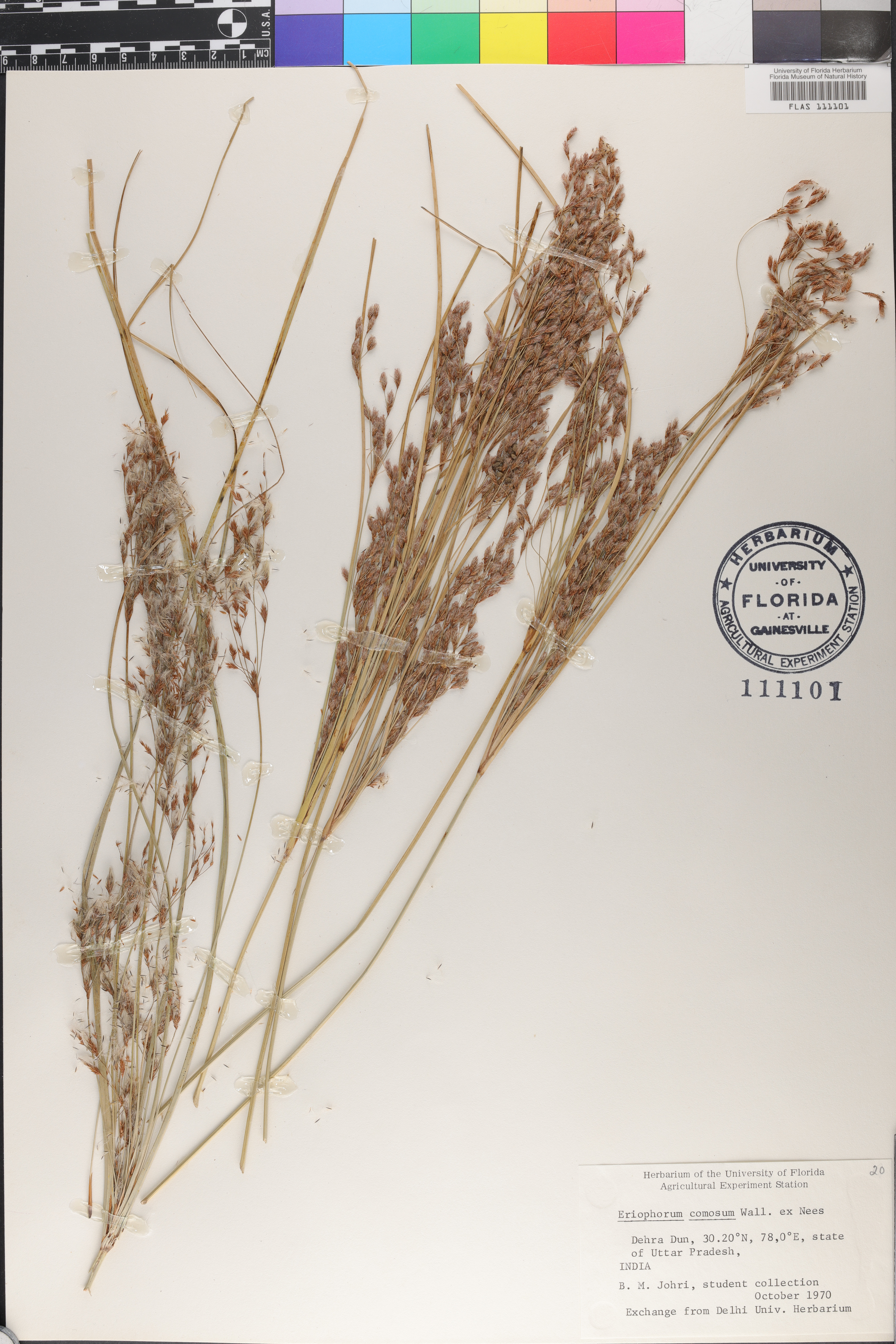 Eriophorum comosum image