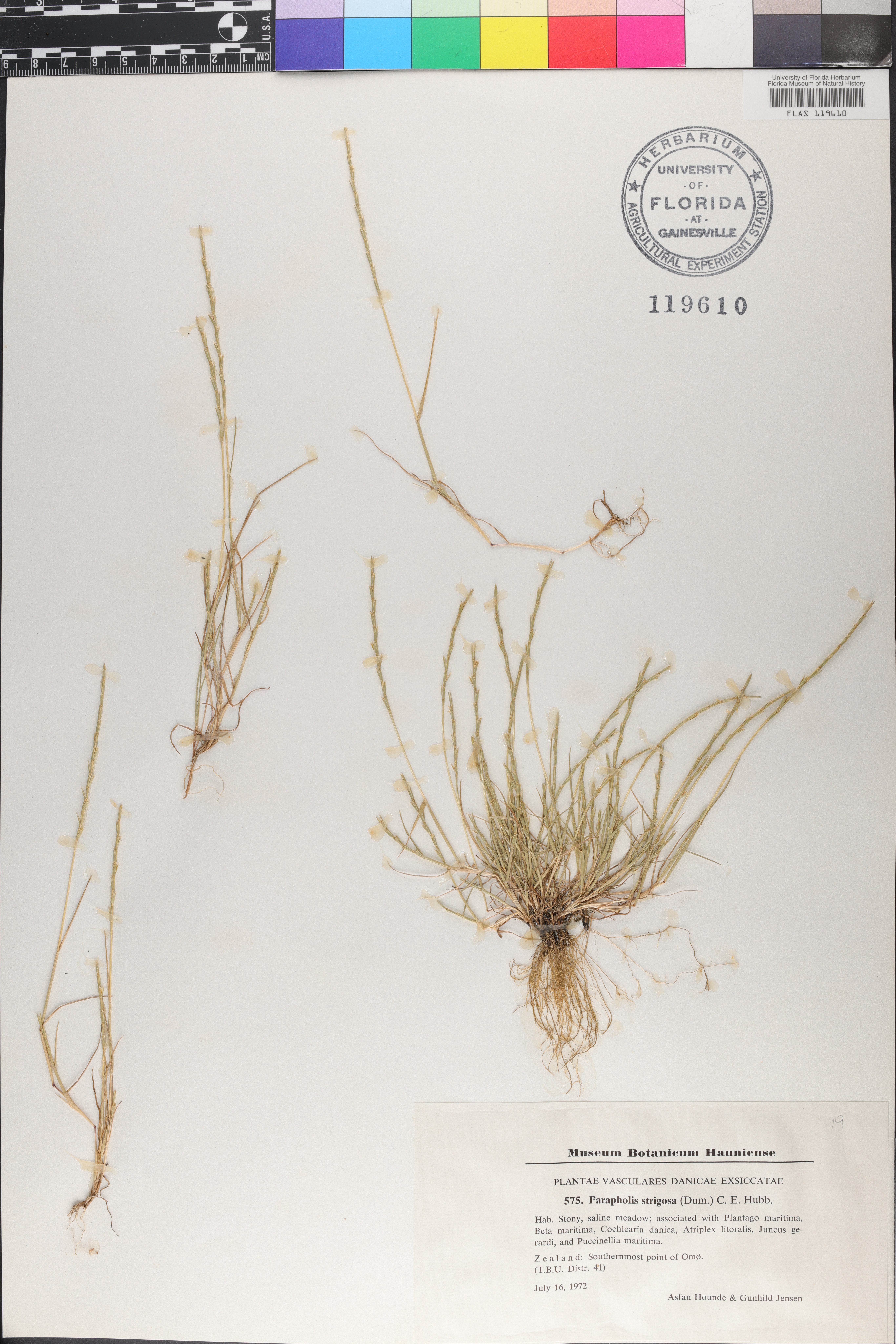 Parapholis strigosa image