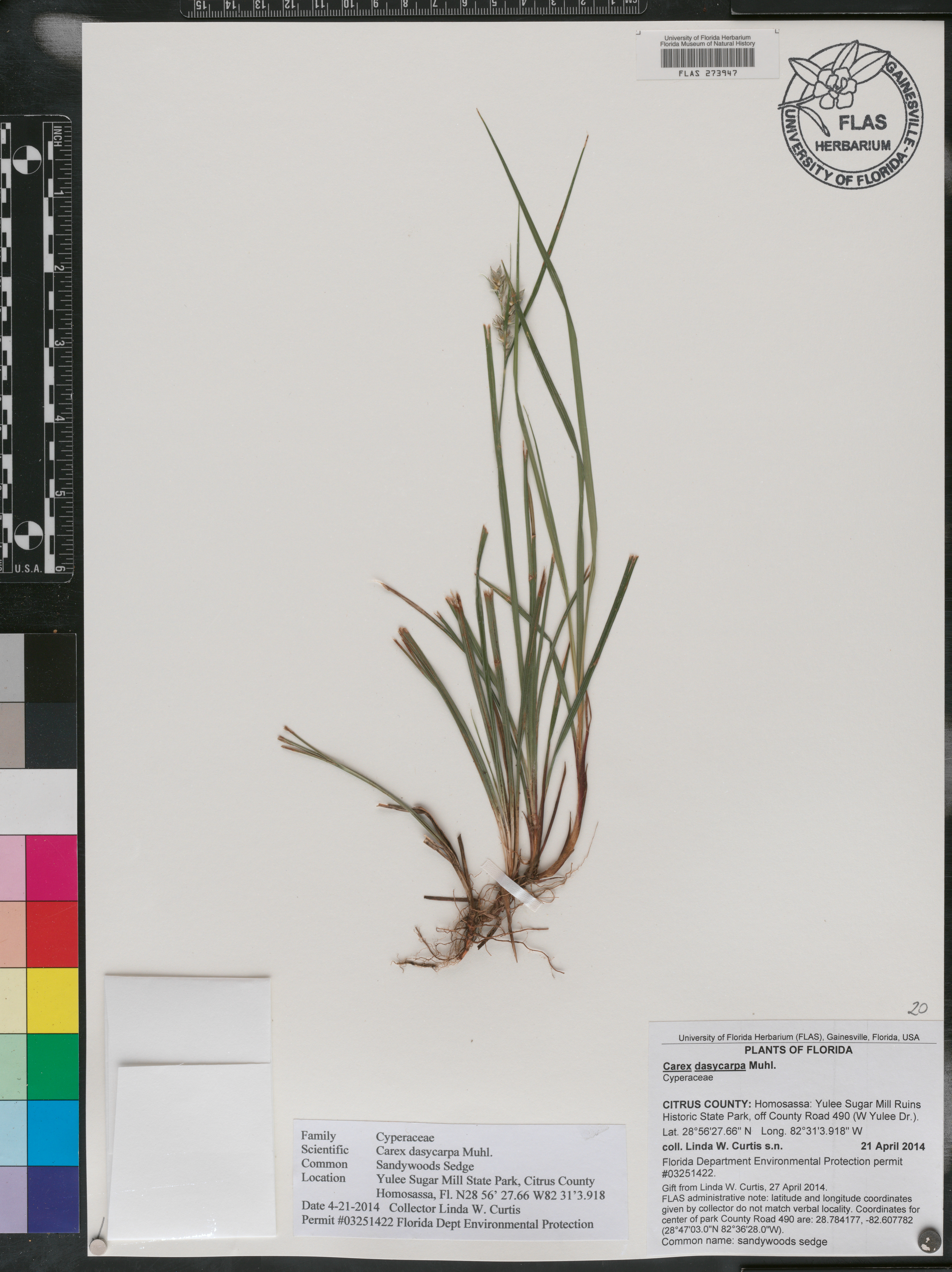 Carex dasycarpa image