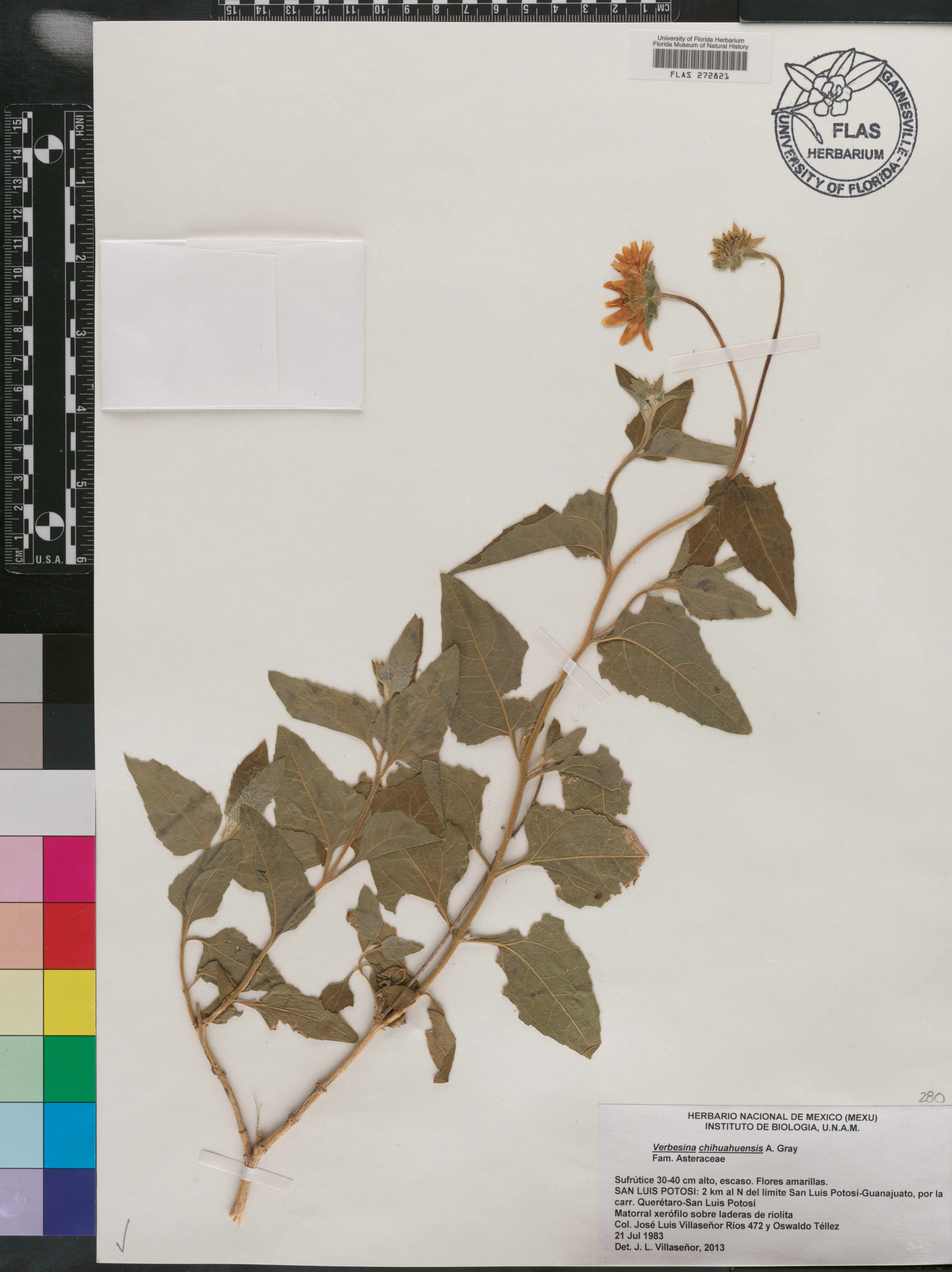 Verbesina chihuahuensis image