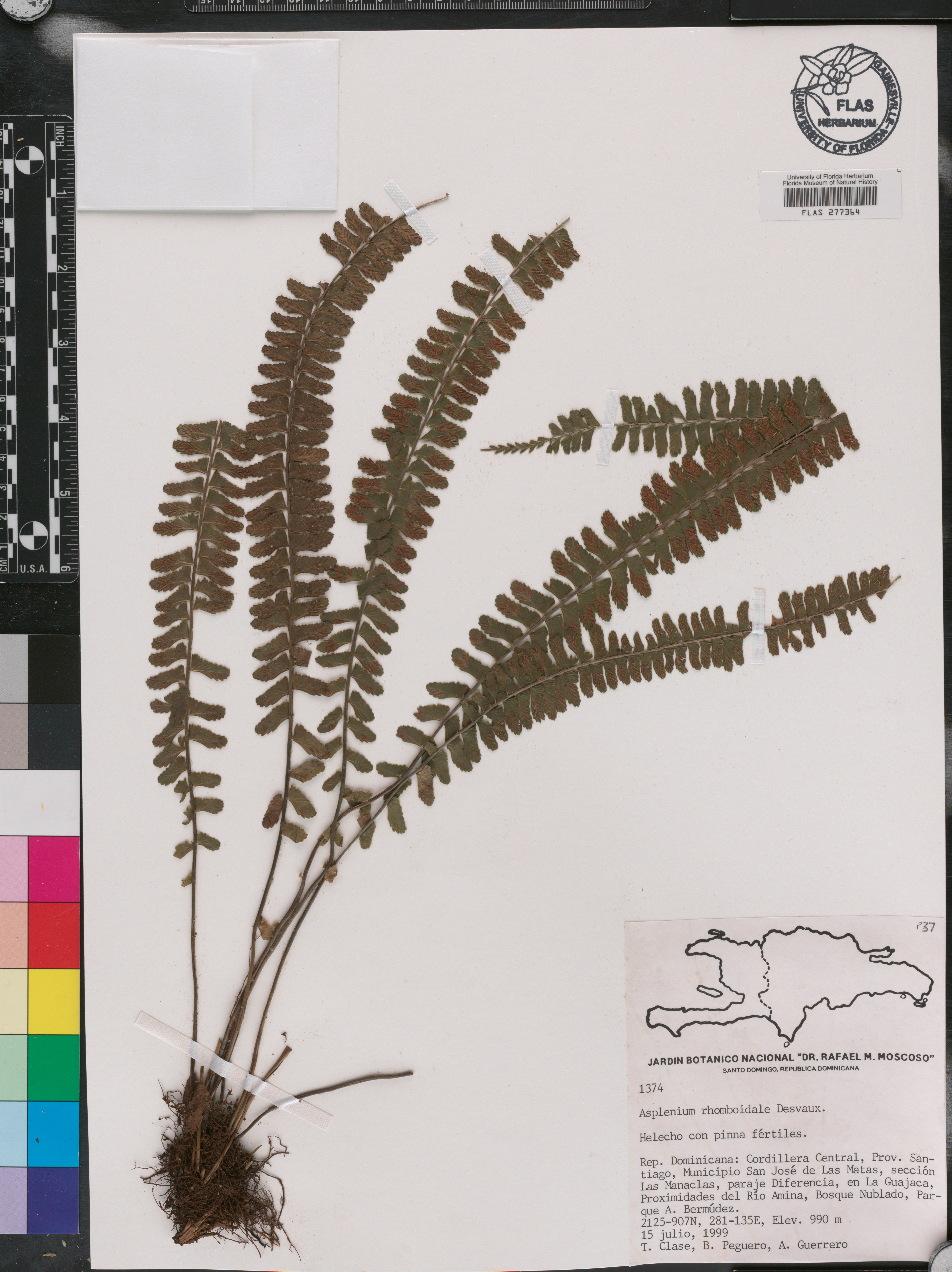 Asplenium rhomboidale image