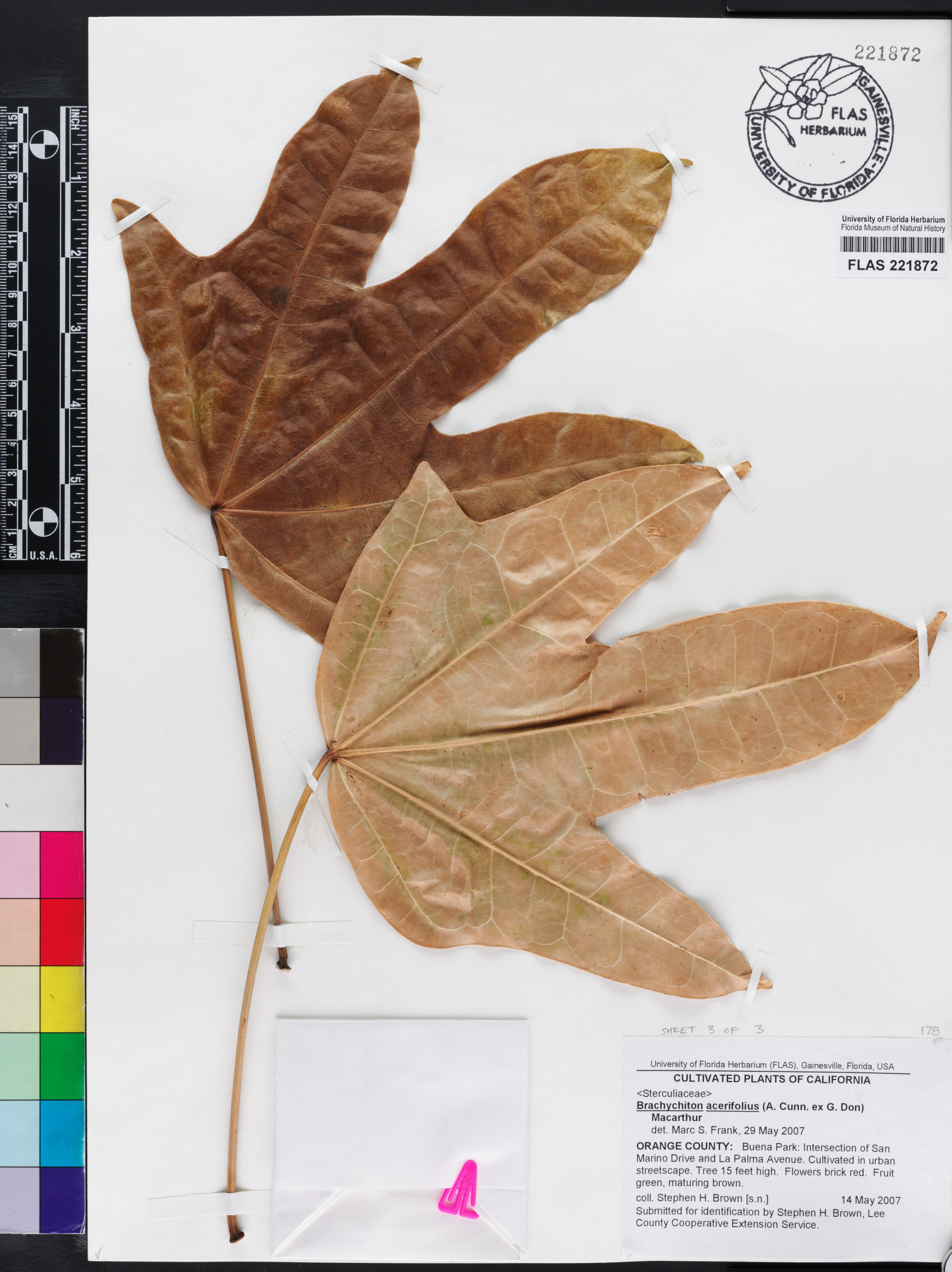 Brachychiton acerifolius image