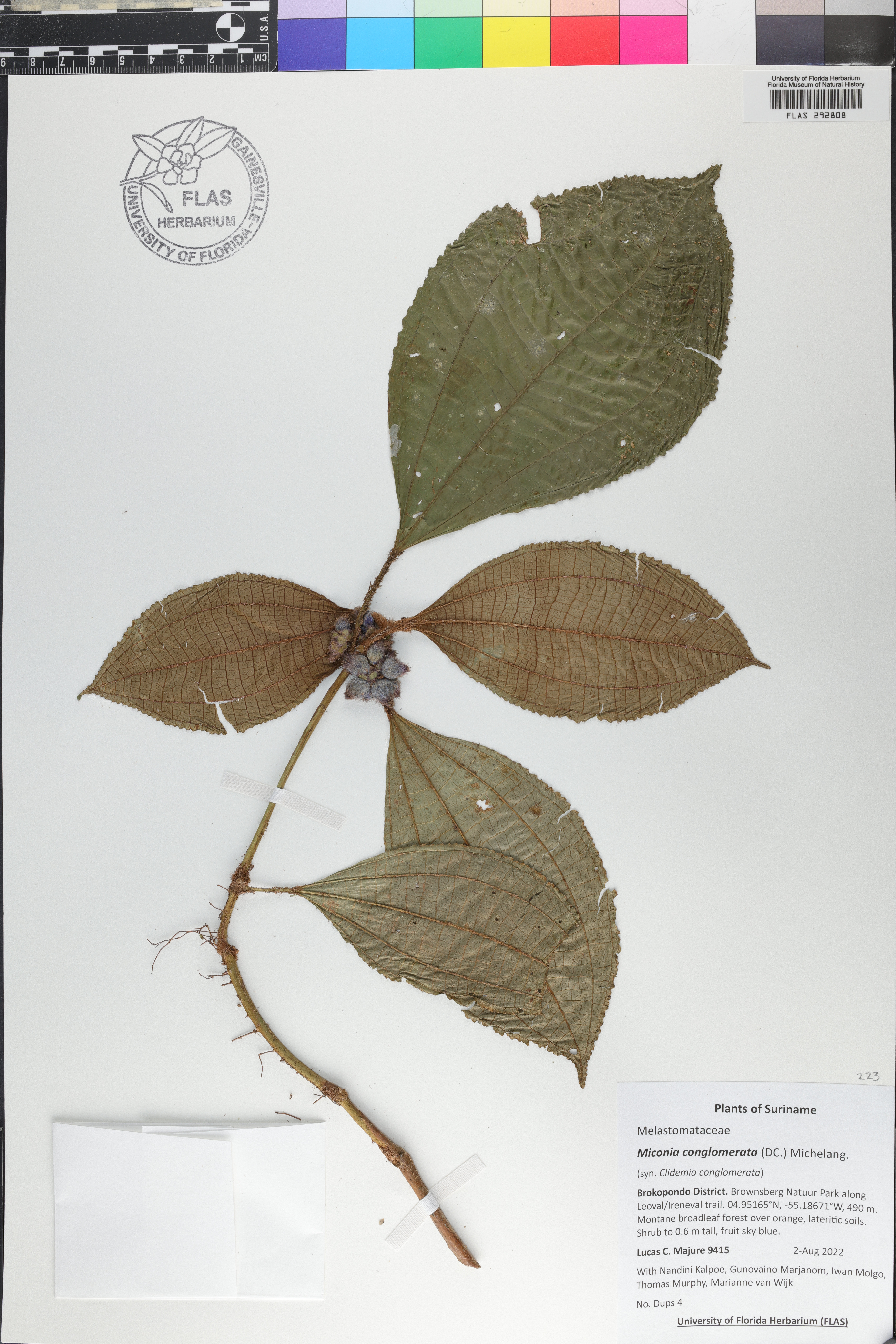 Miconia conglomerata image