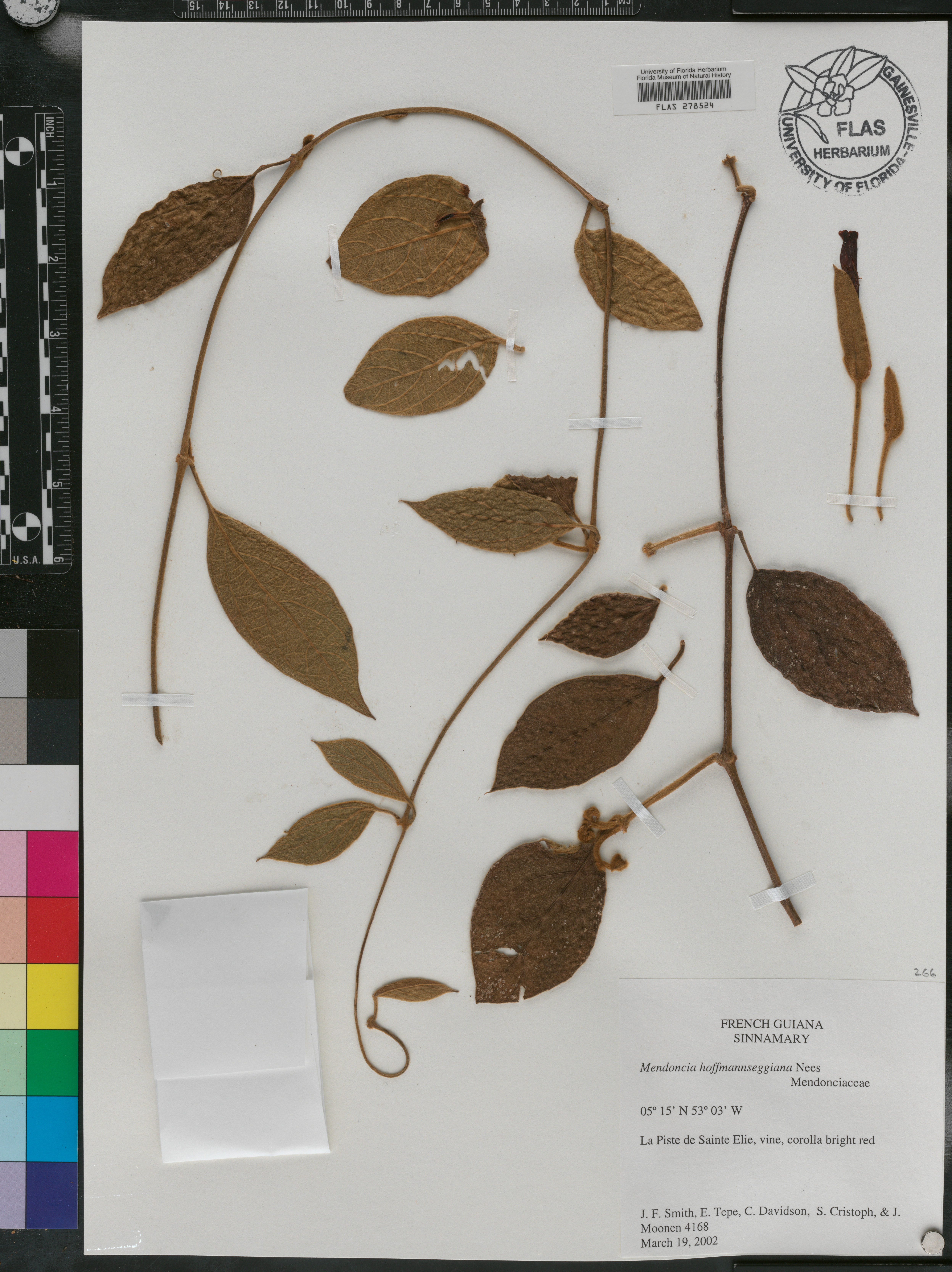 Mendoncia hoffmannseggiana image