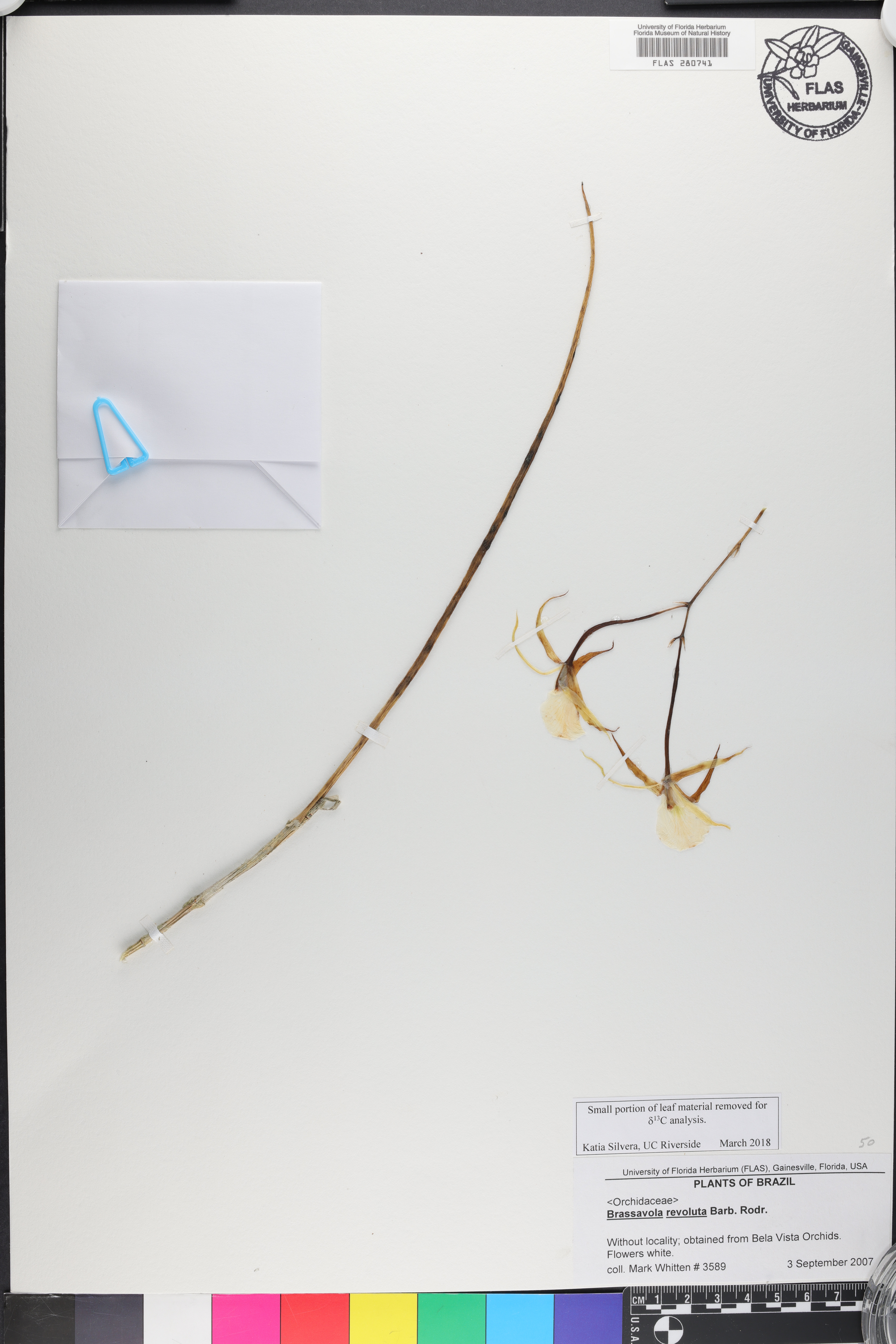 Brassavola revoluta image