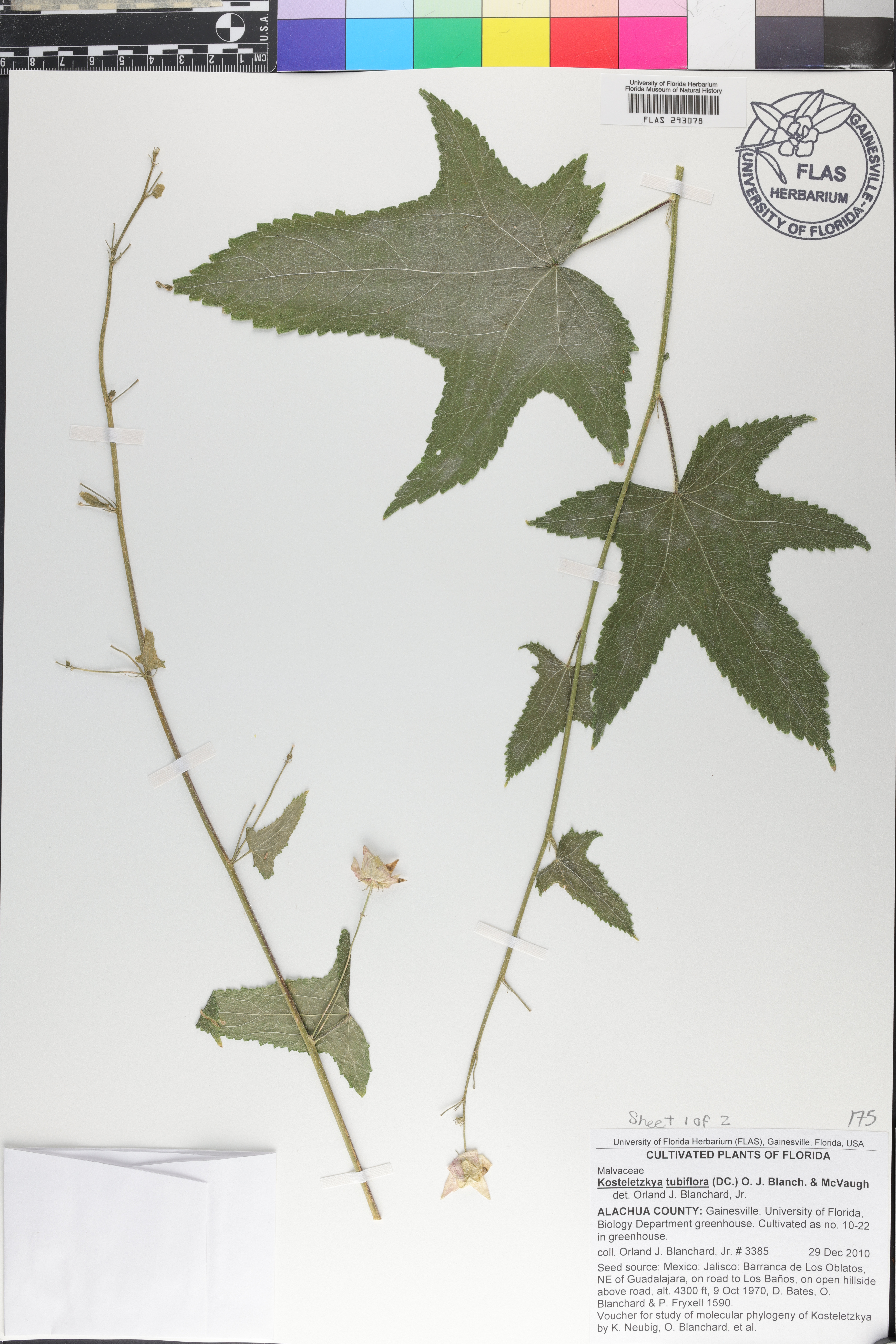 Kosteletzkya tubiflora image