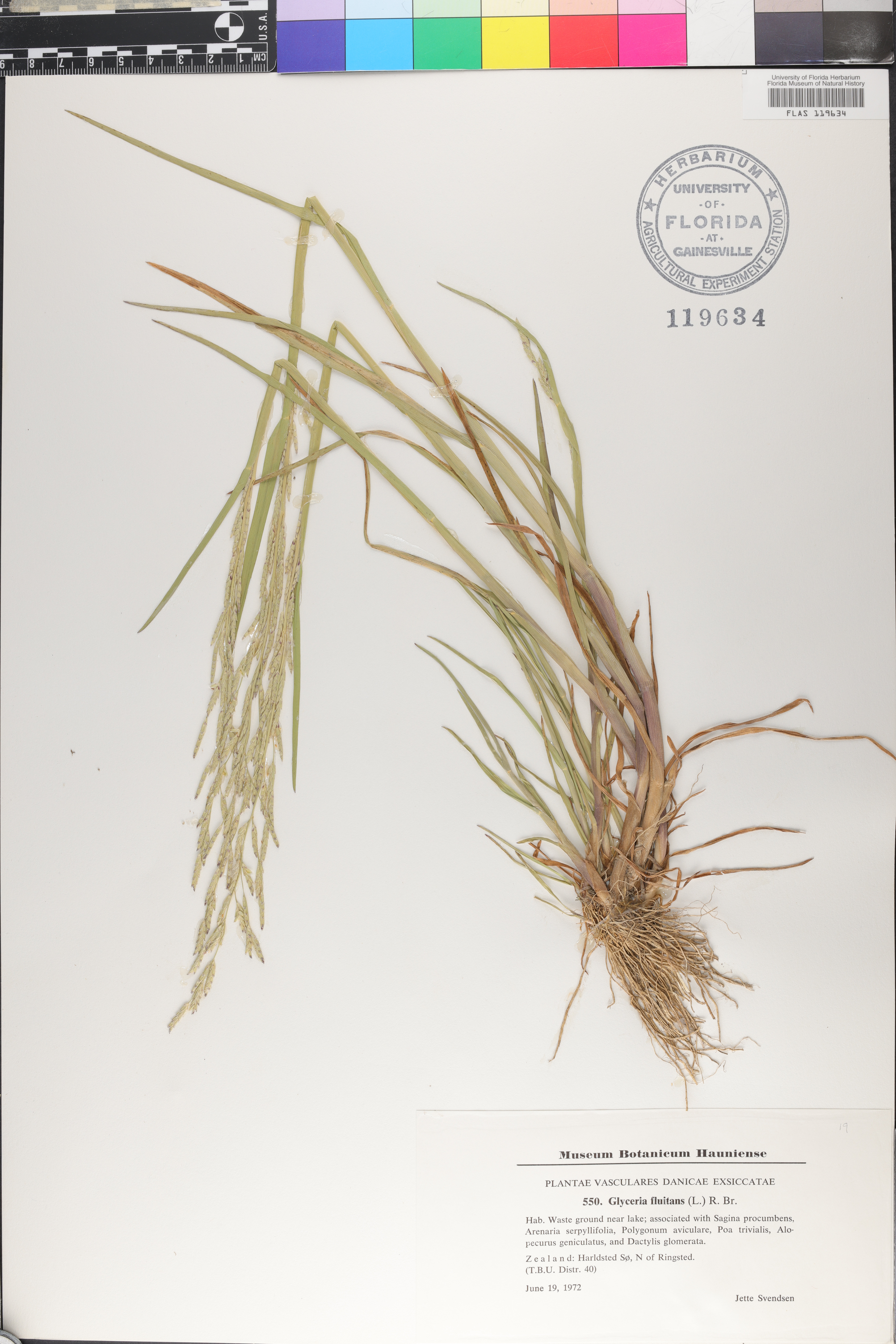 Glyceria fluitans image