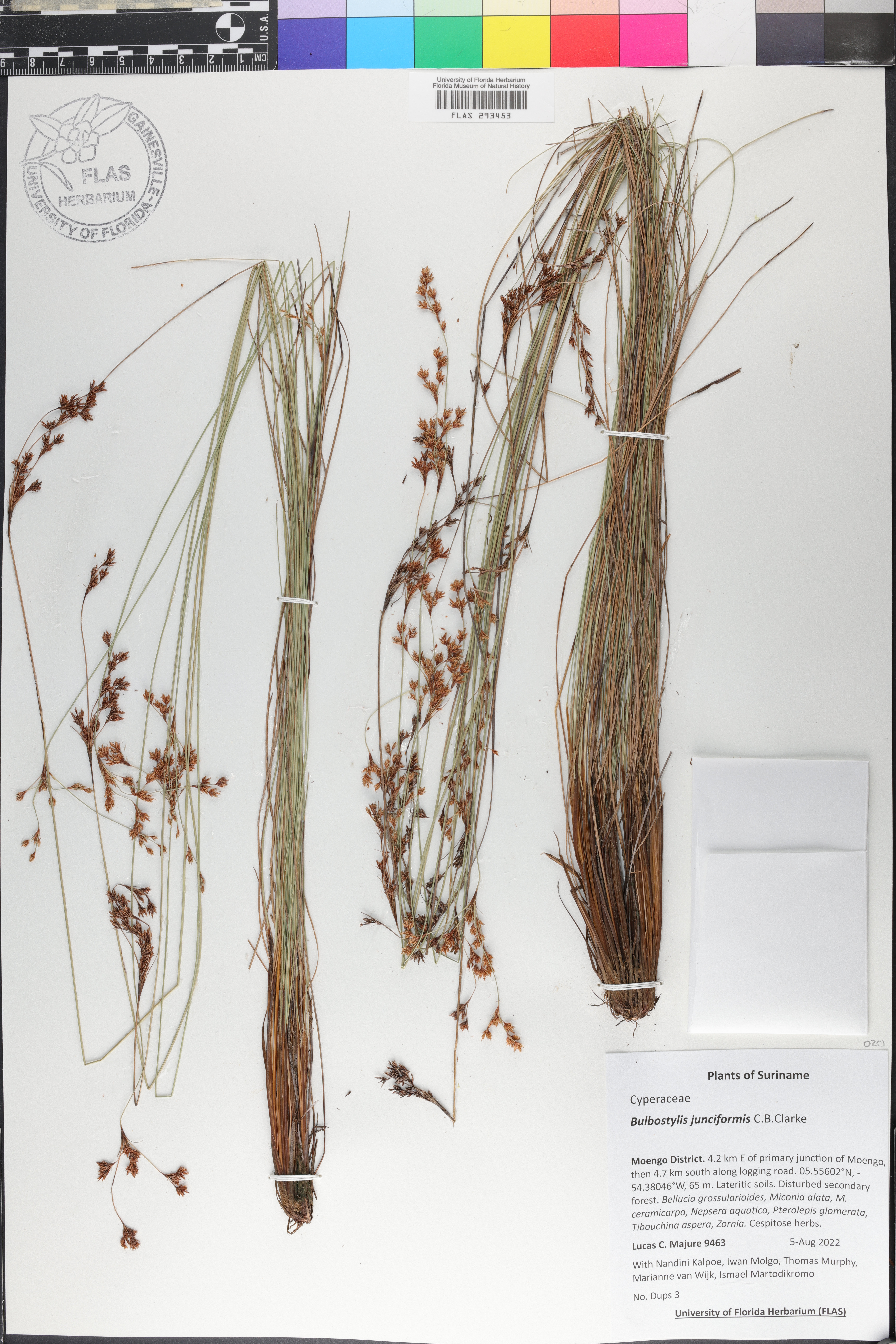 Bulbostylis junciformis image