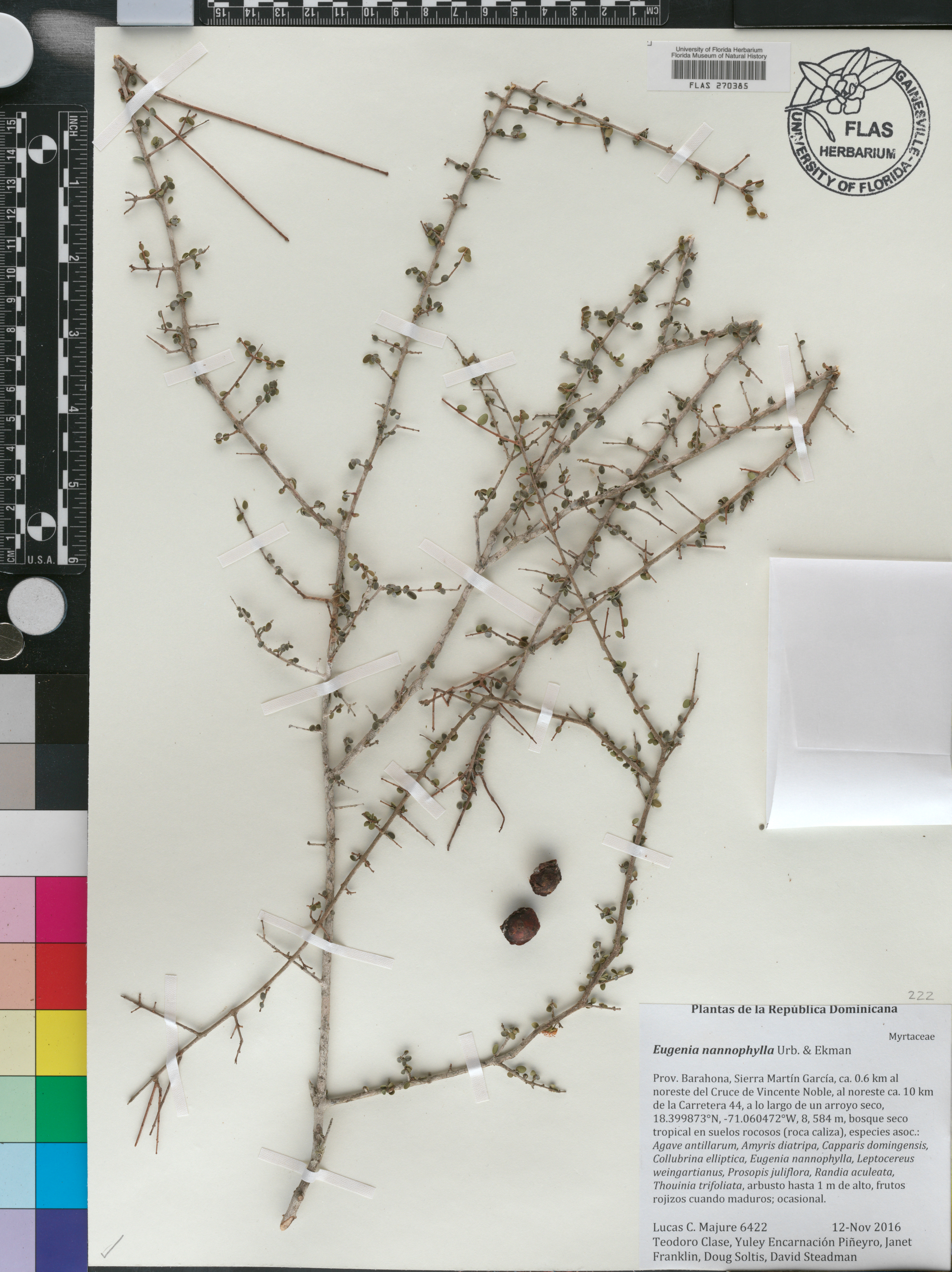 Eugenia nannophylla image