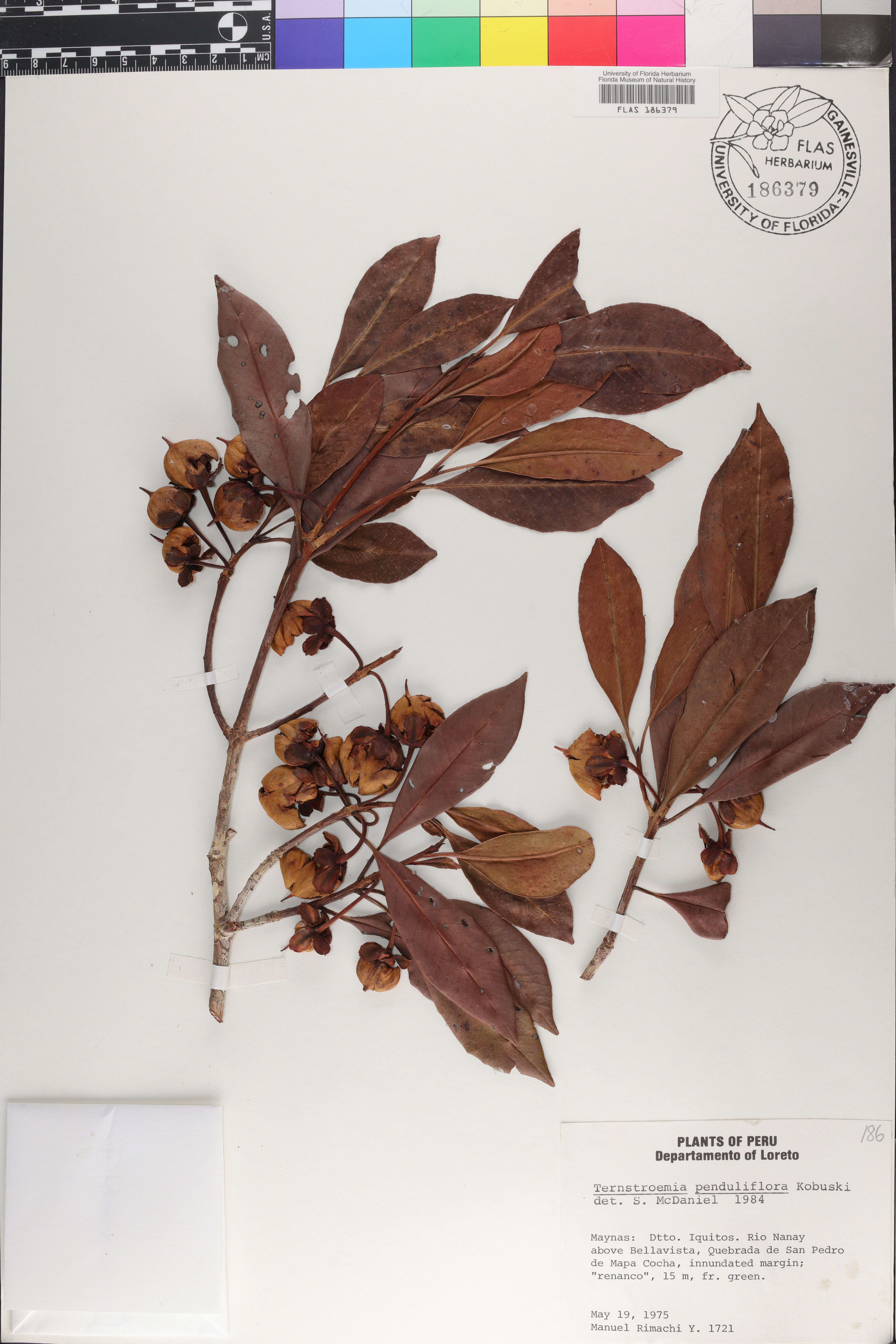 Ternstroemia penduliflora image