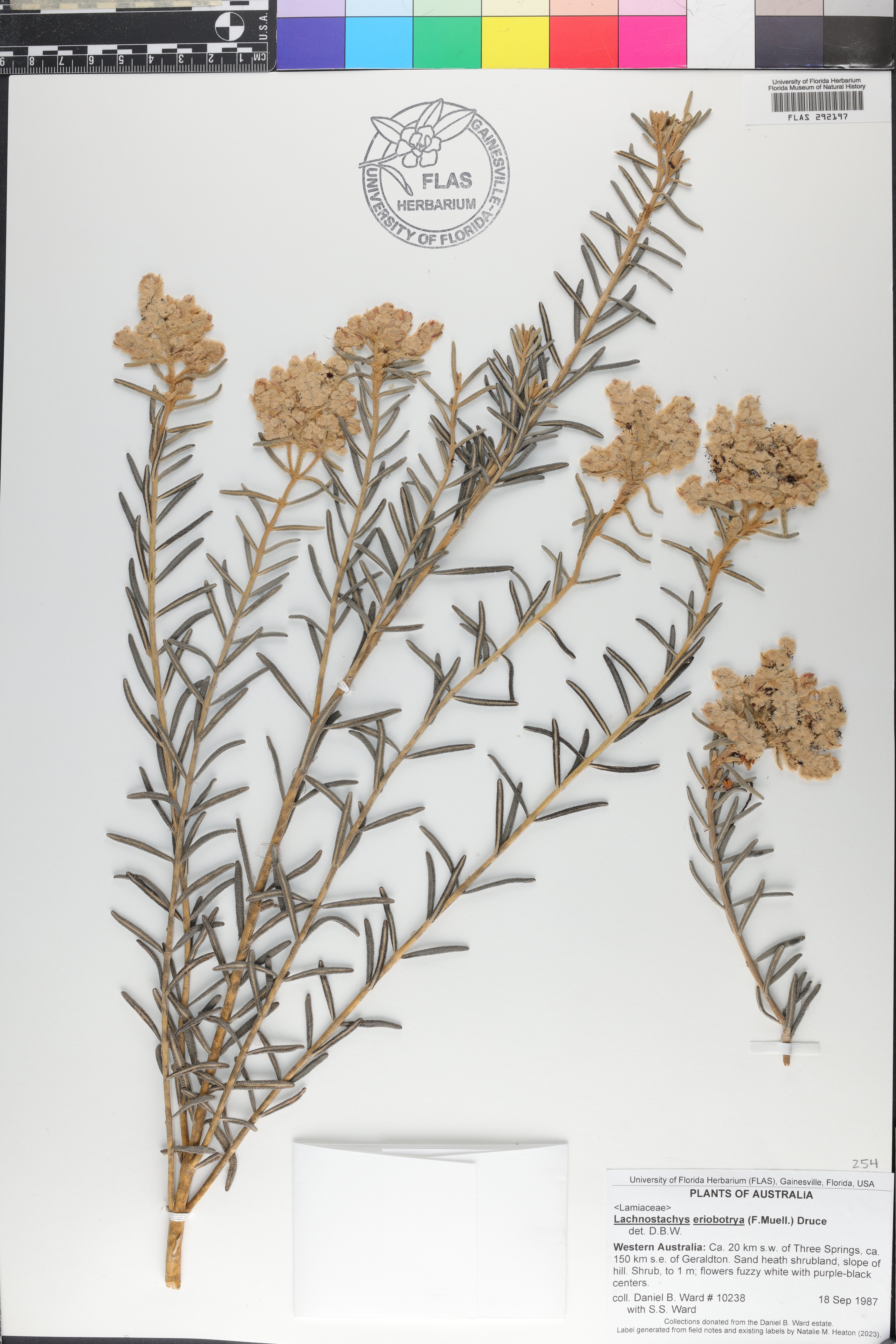Lachnostachys image