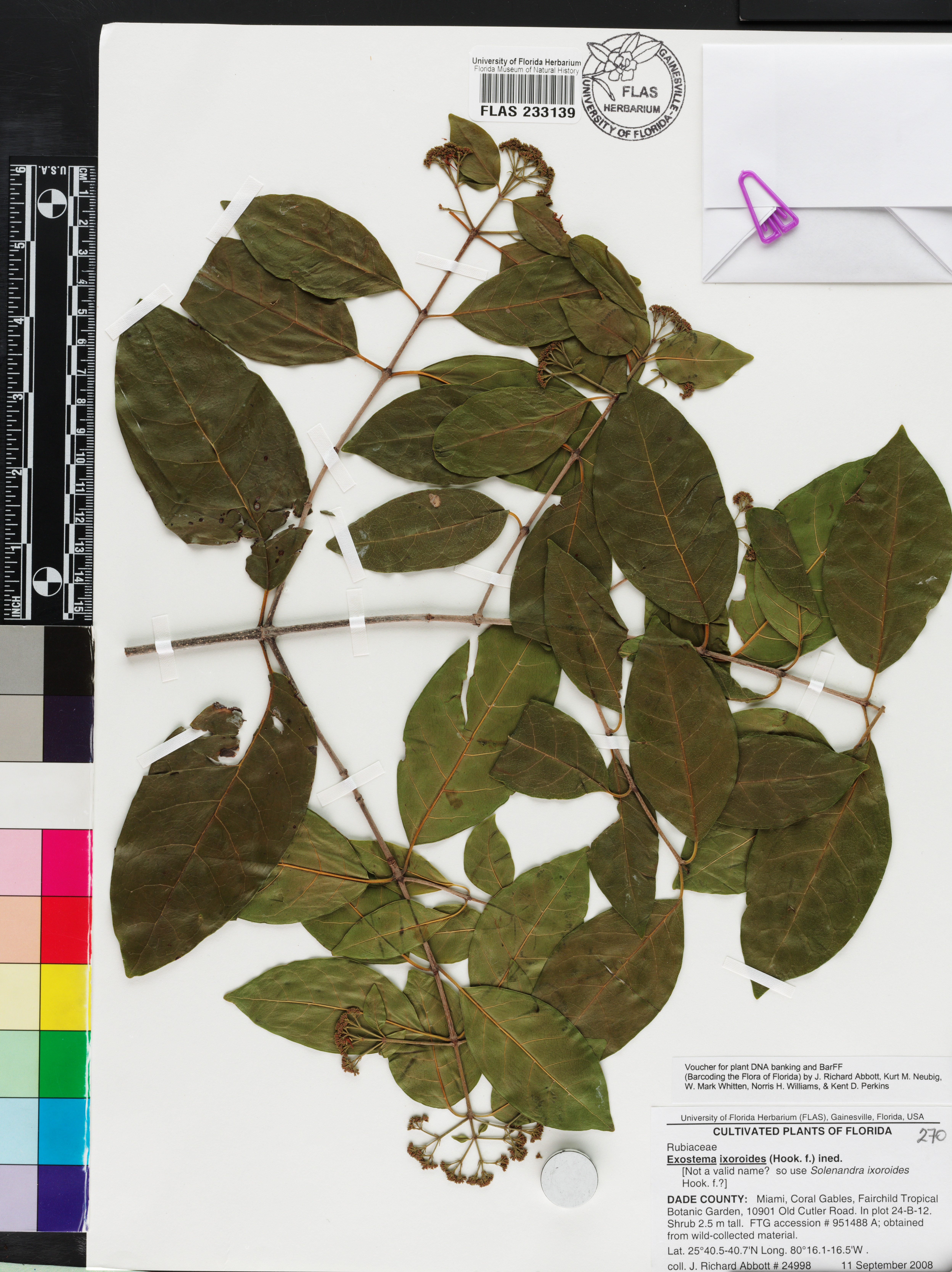 Exostema valenzuelae subsp. valenzuelae image