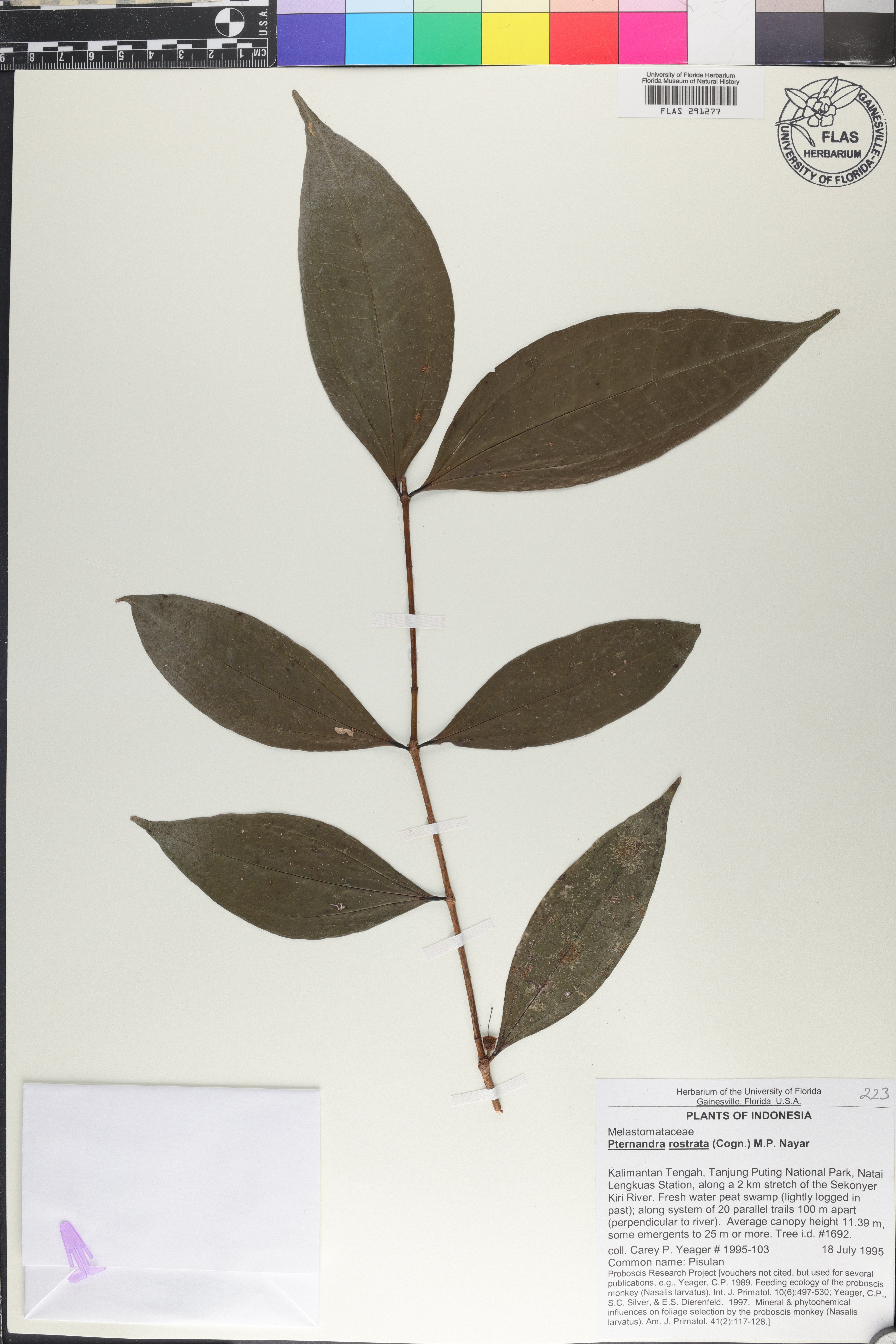 Pternandra rostrata image