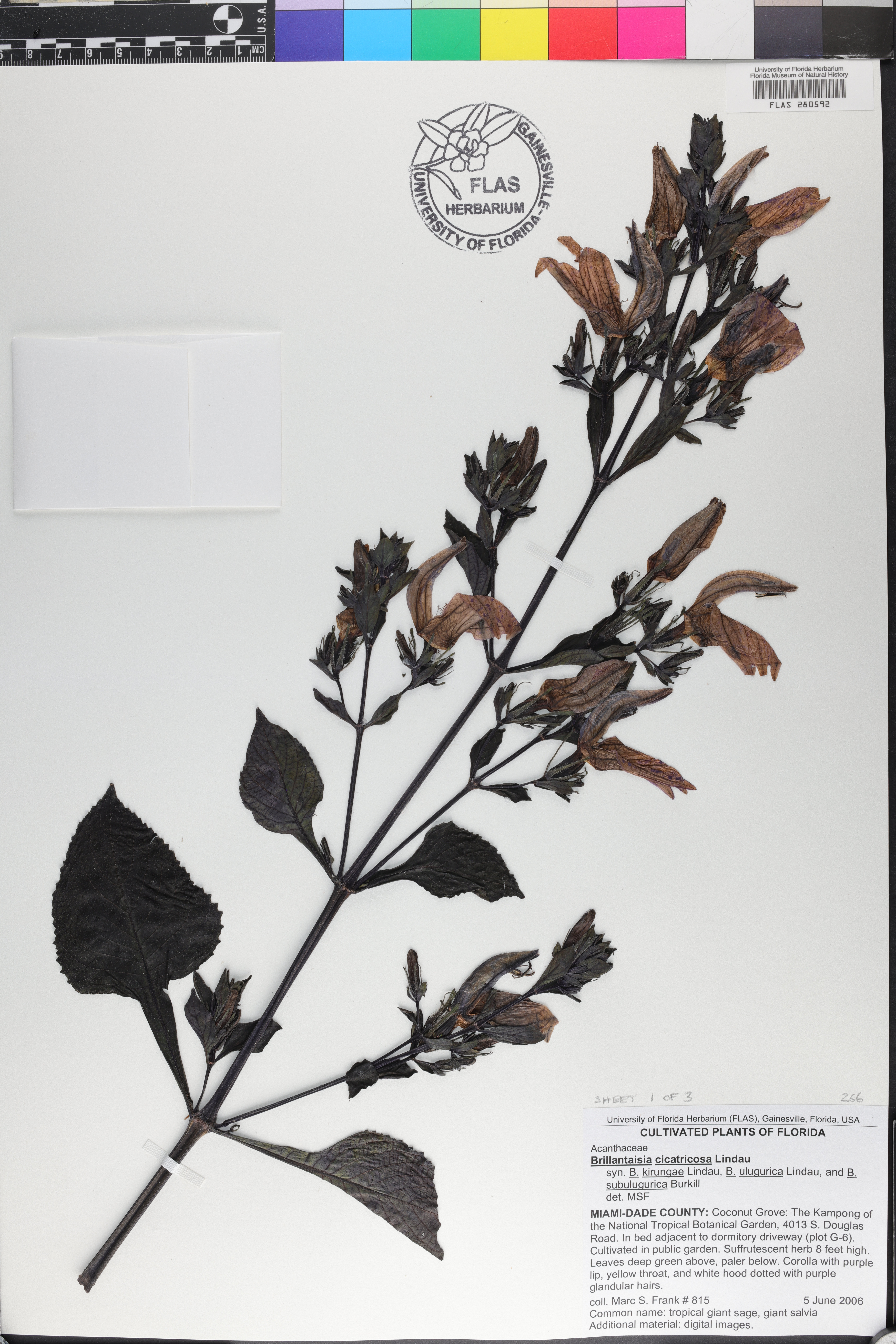 Brillantaisia cicatricosa image