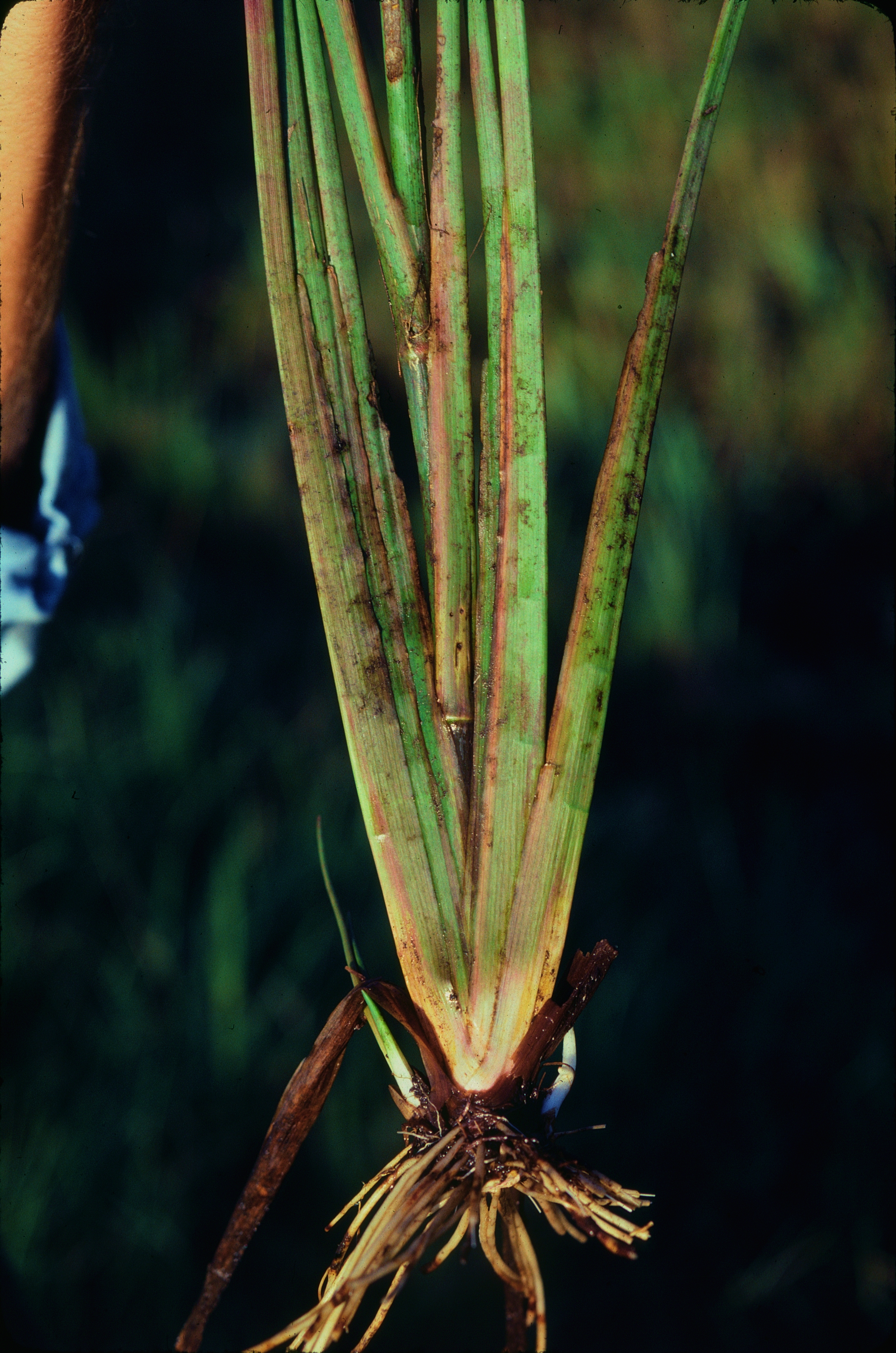 Tiedemannia filiformis image