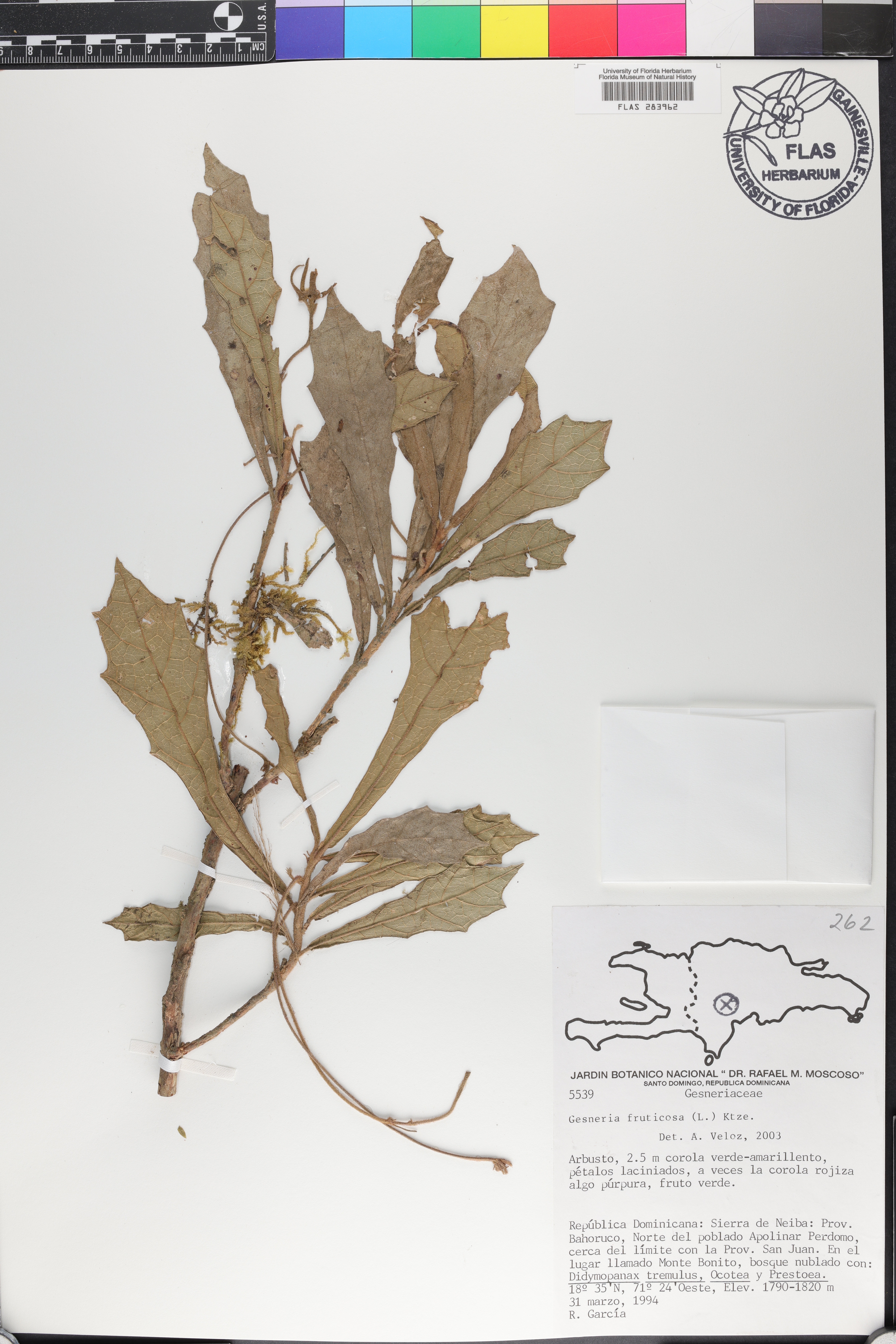 Gesneria fruticosa image