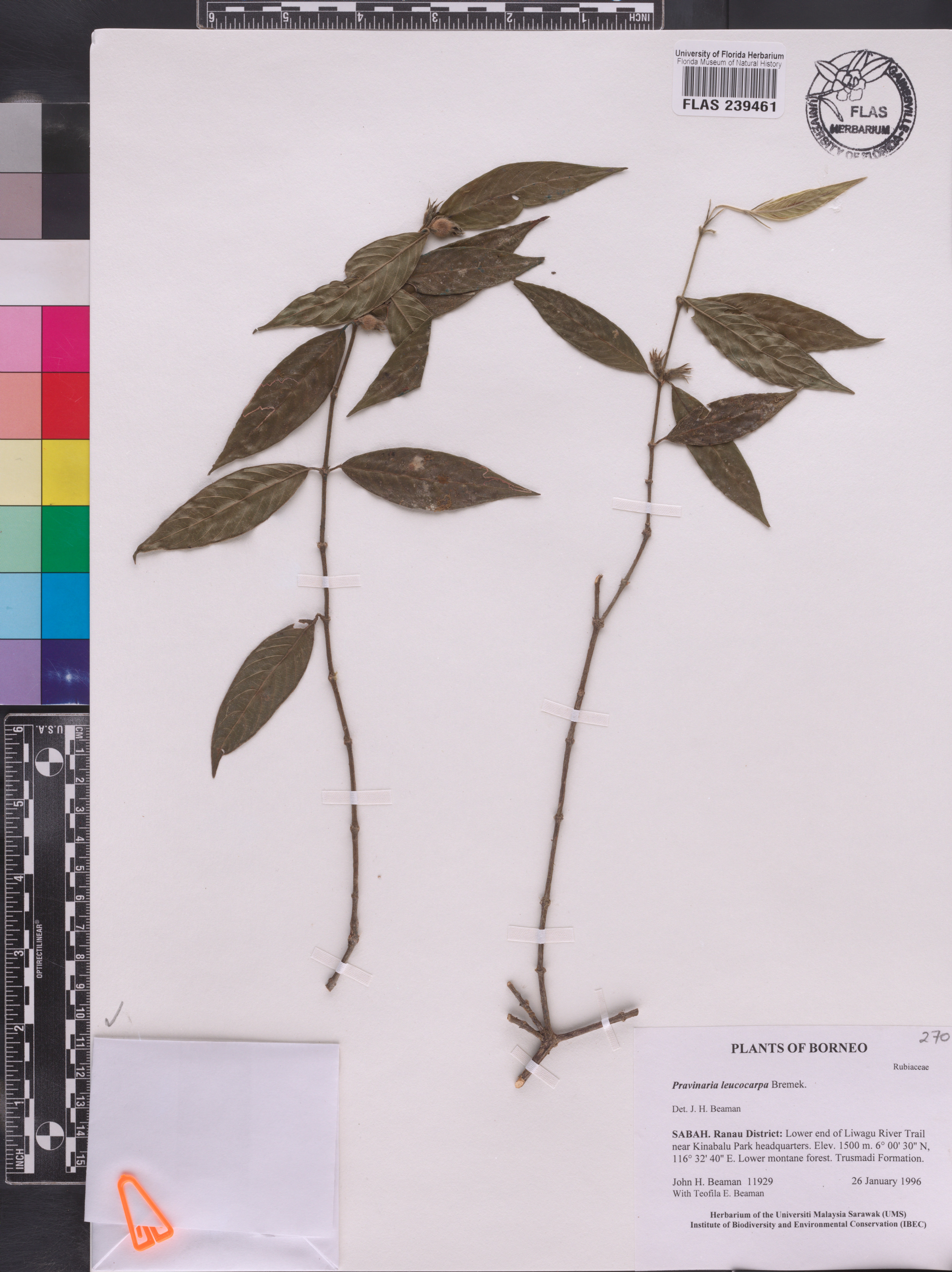 Urophyllum leucocarpum image