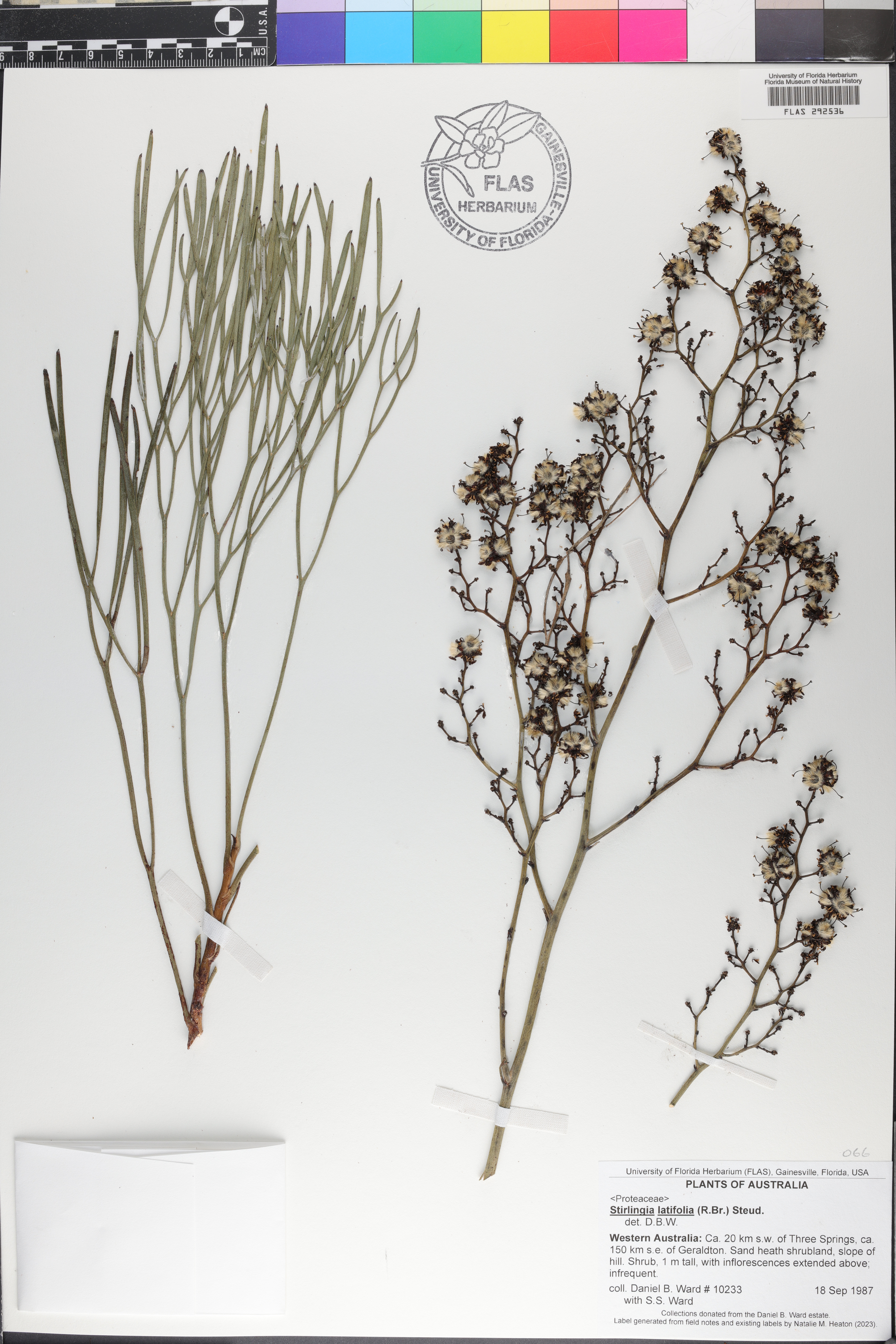 Stirlingia latifolia image
