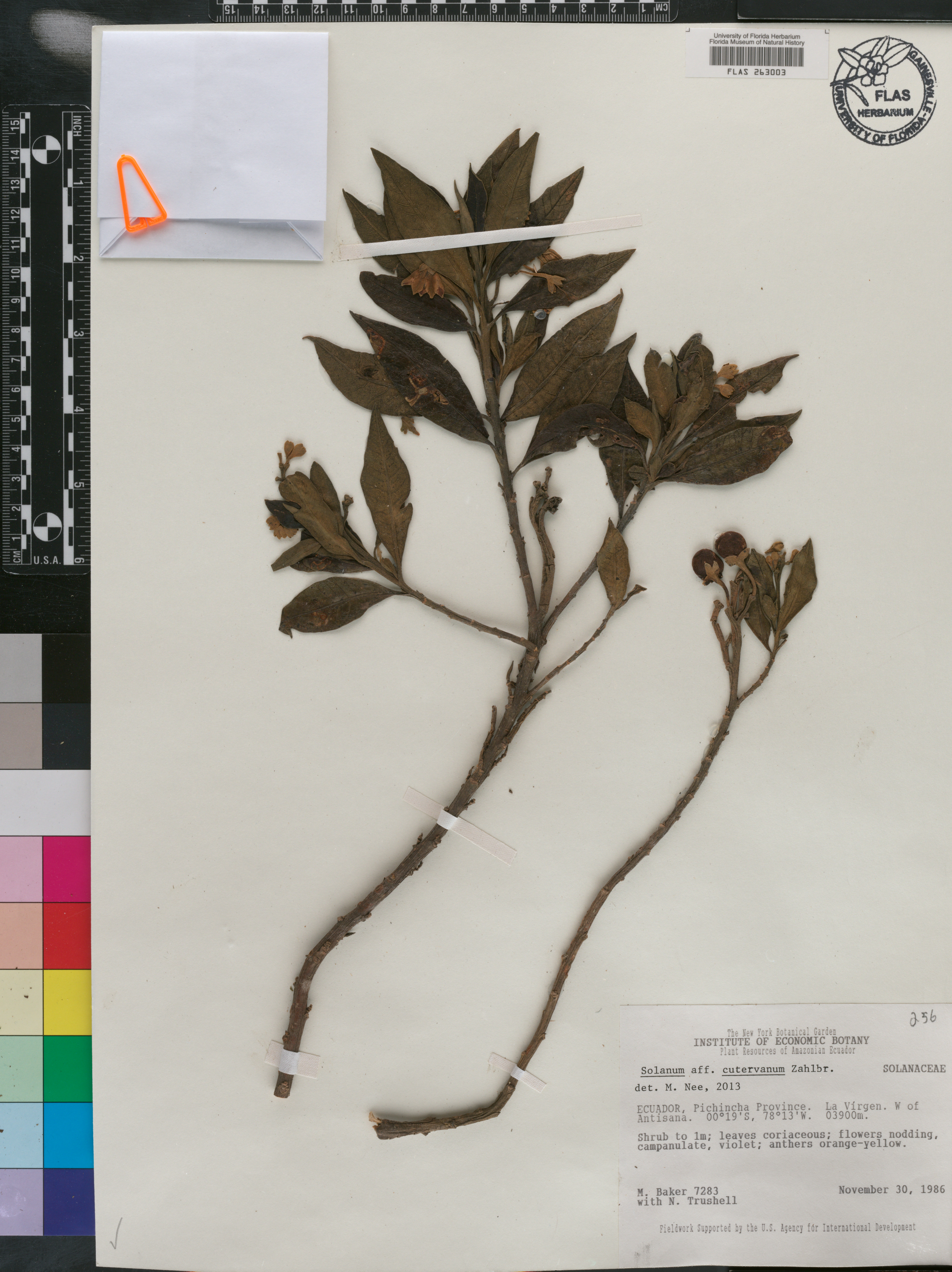 Solanum cutervanum image