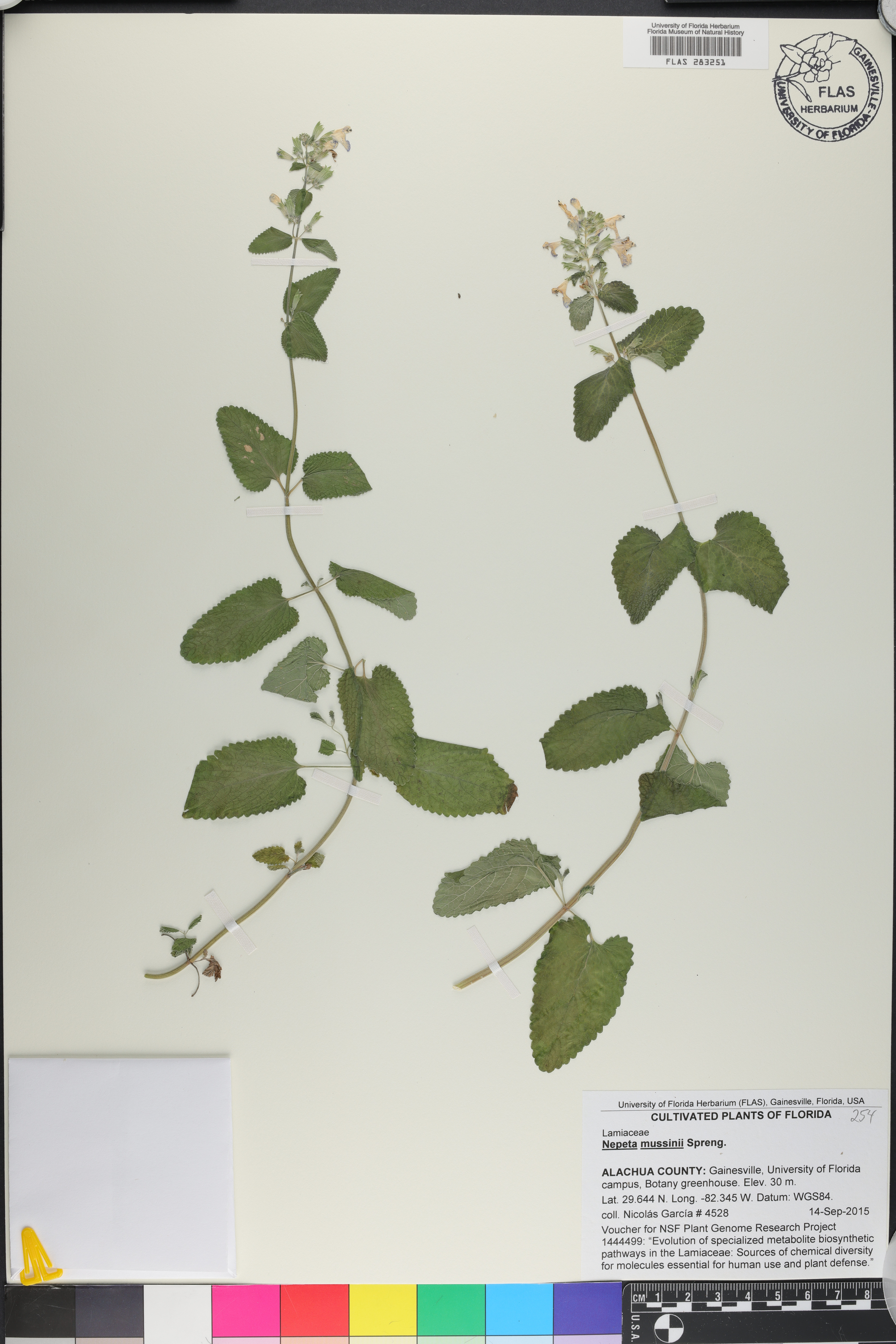Nepeta mussinii image