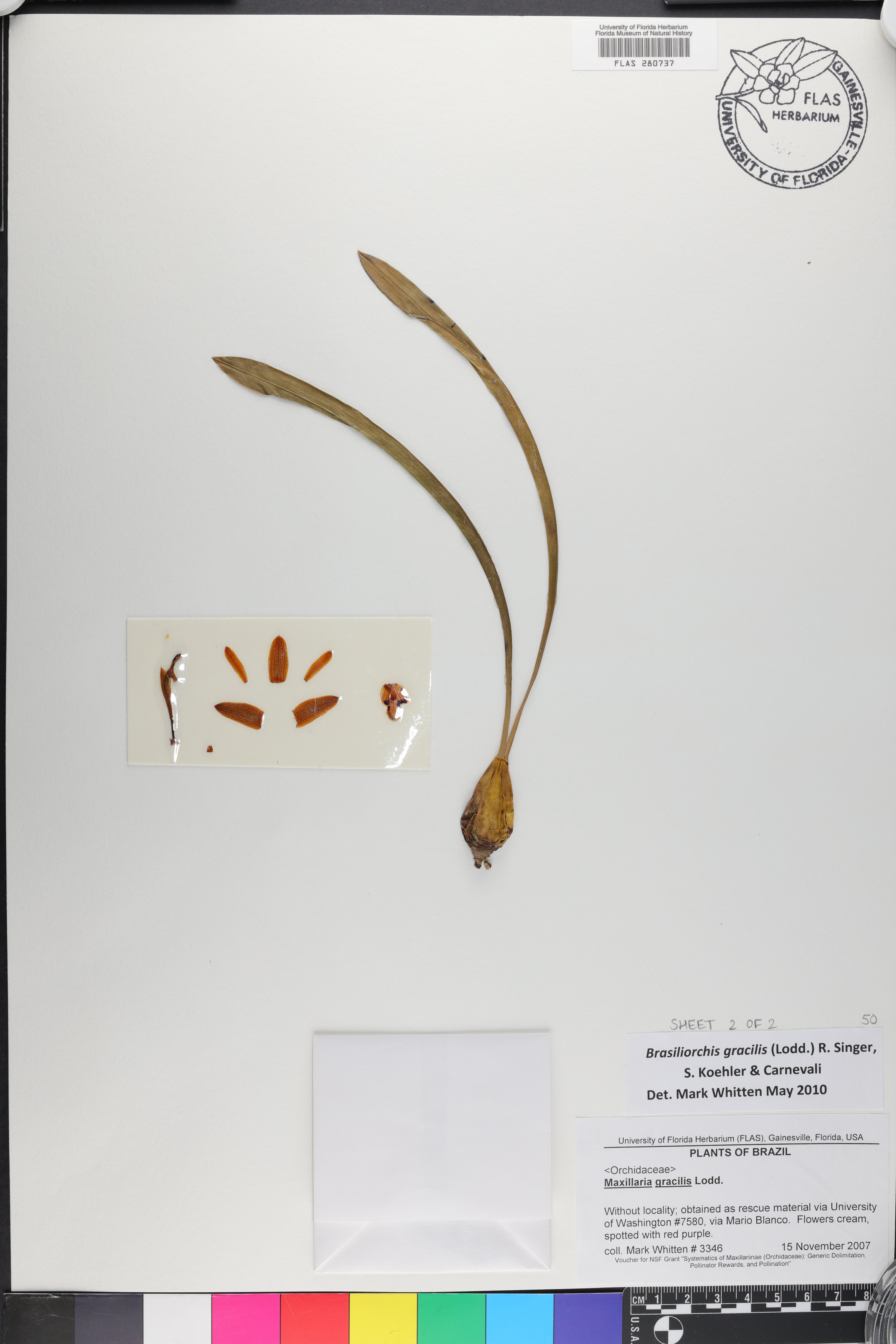 Maxillaria humilis image