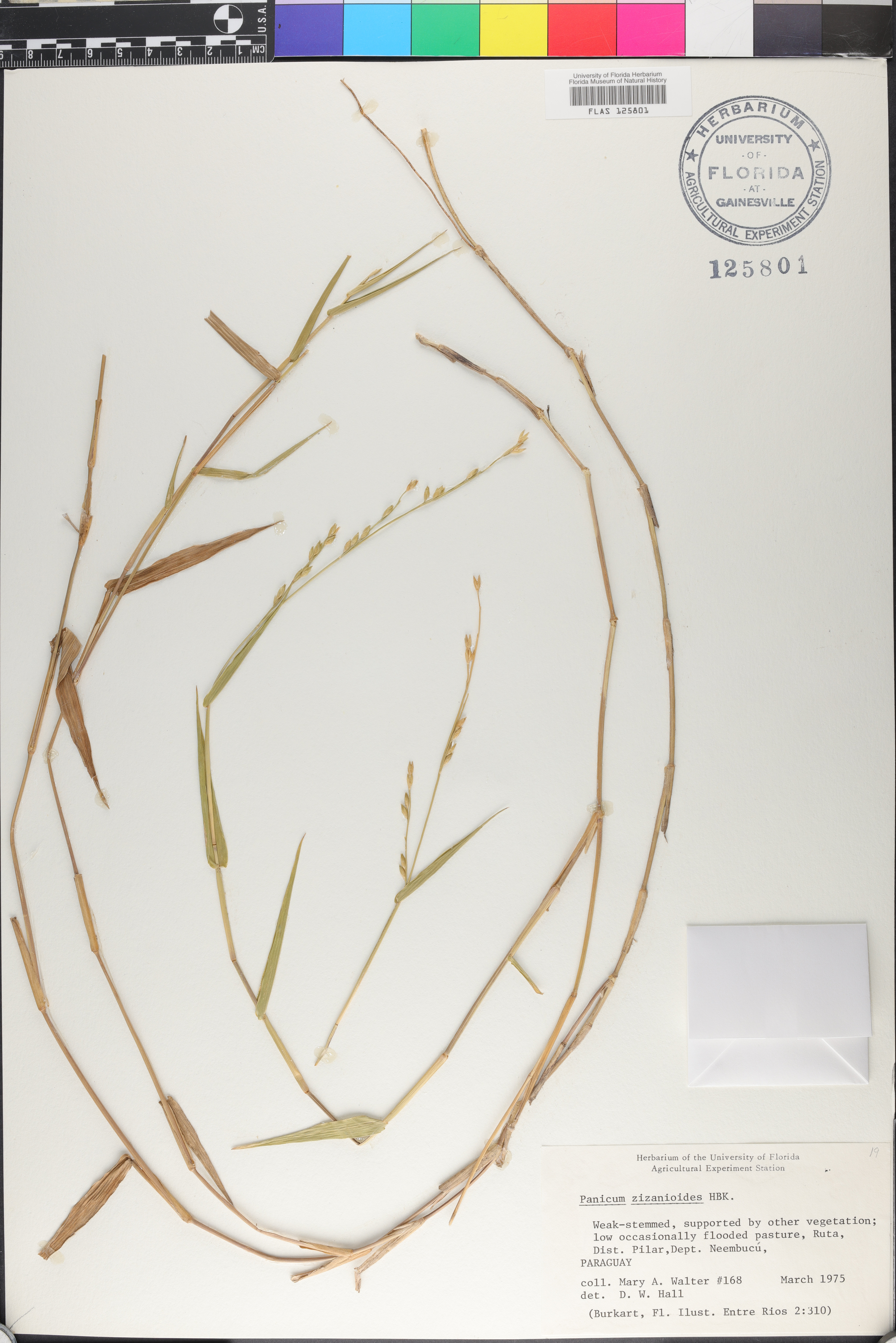 Acroceras zizanioides image