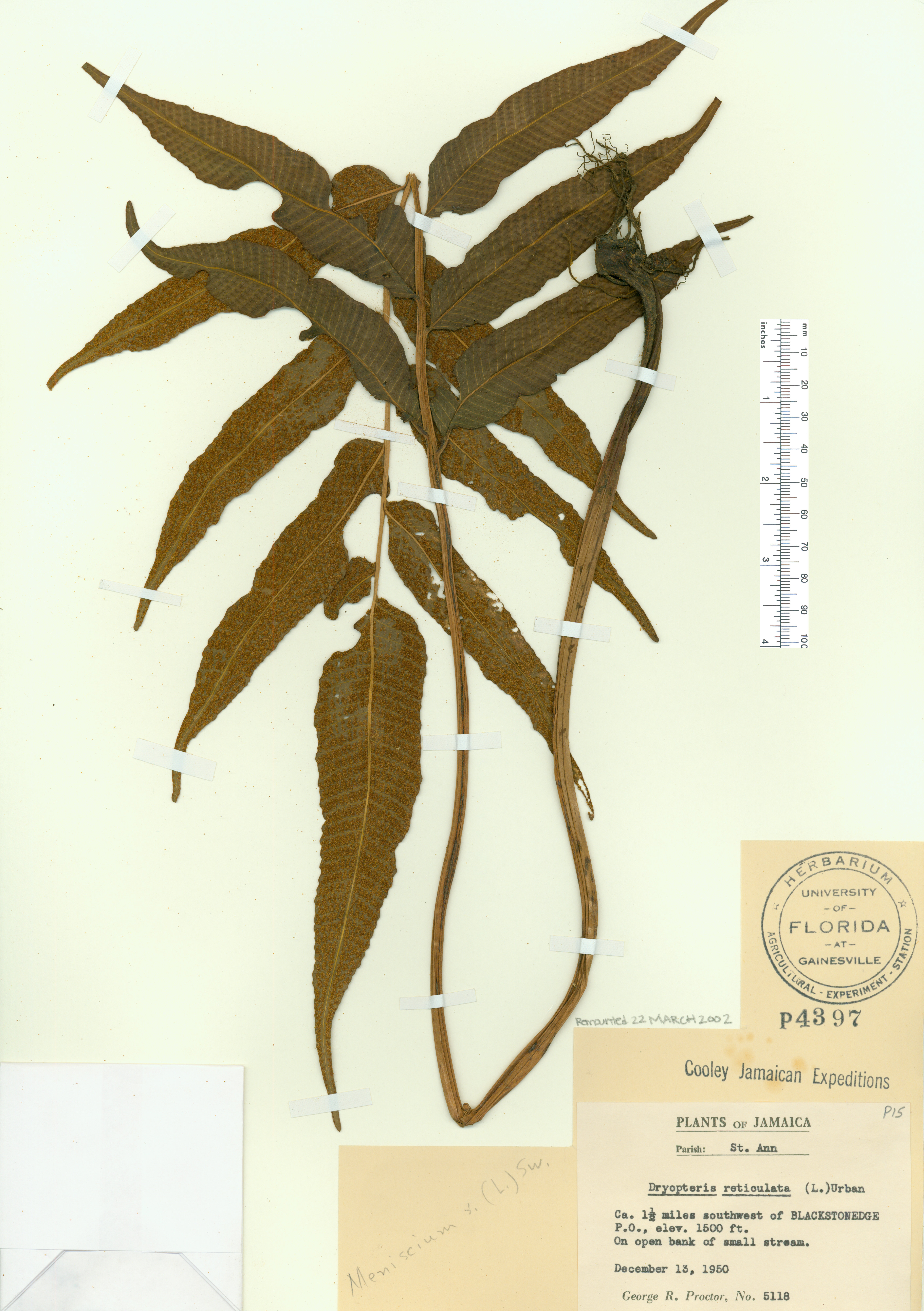 Thelypteris reticulata image