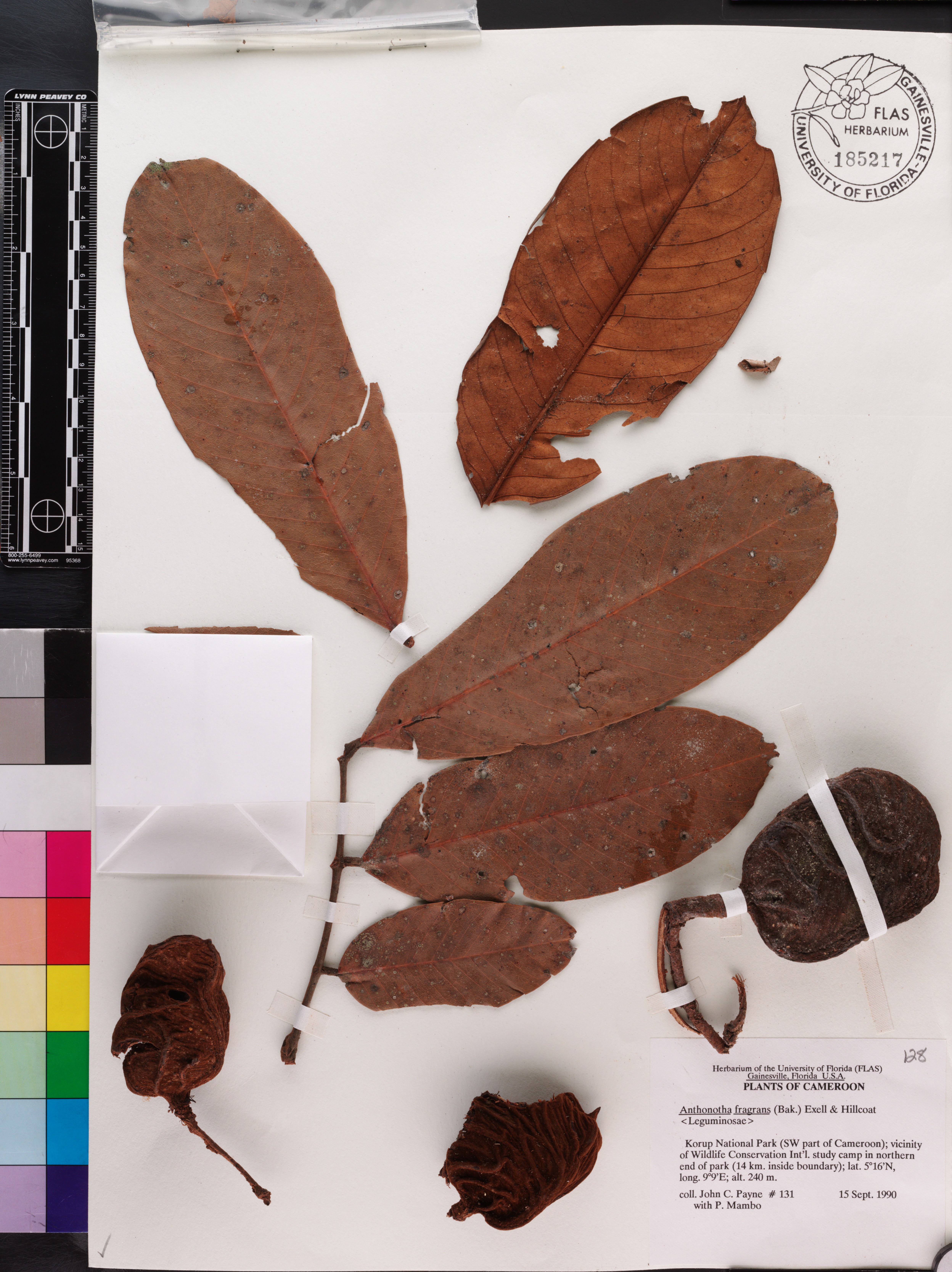 Anthonotha fragrans image