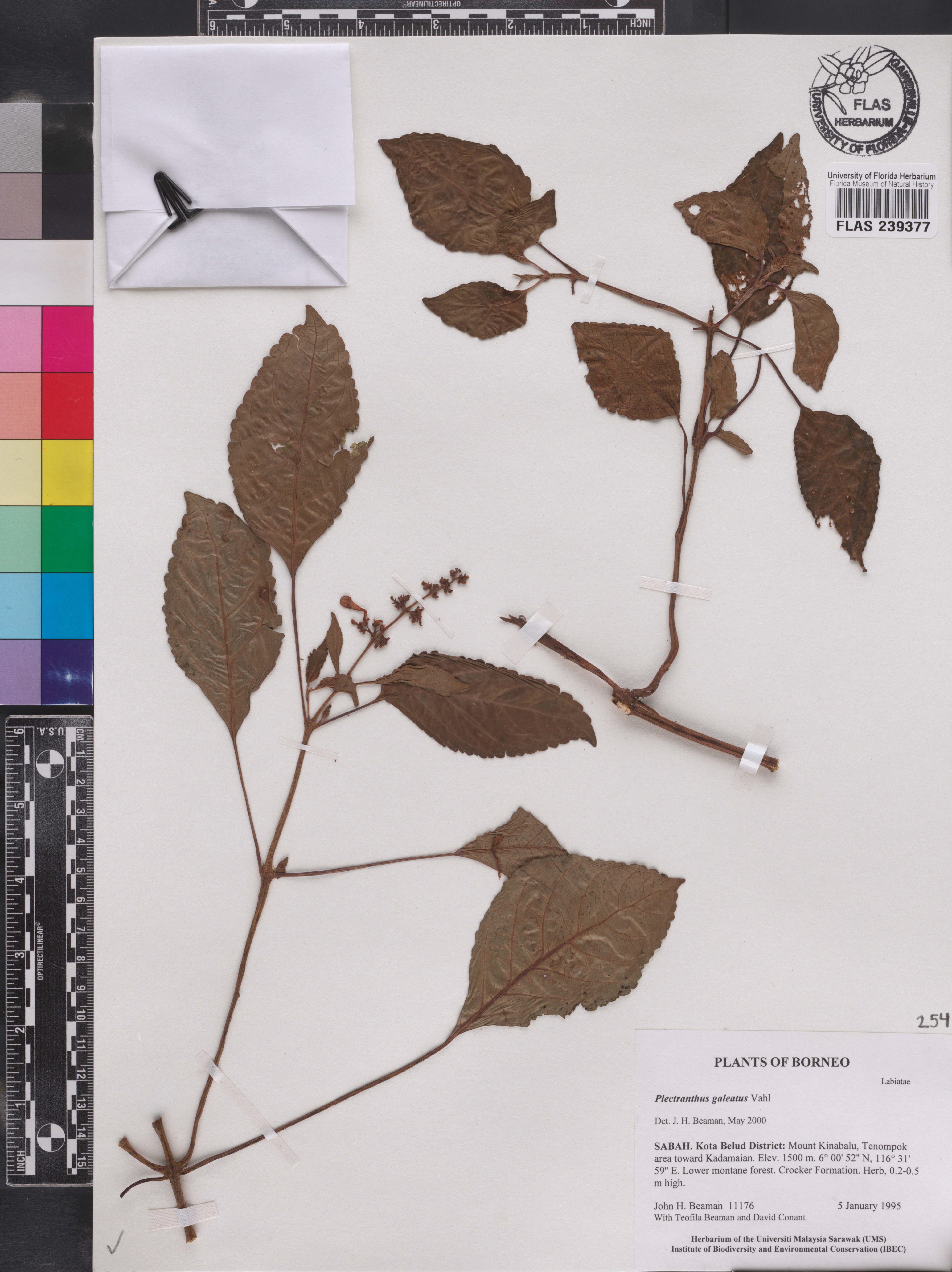 Plectranthus galeatus image