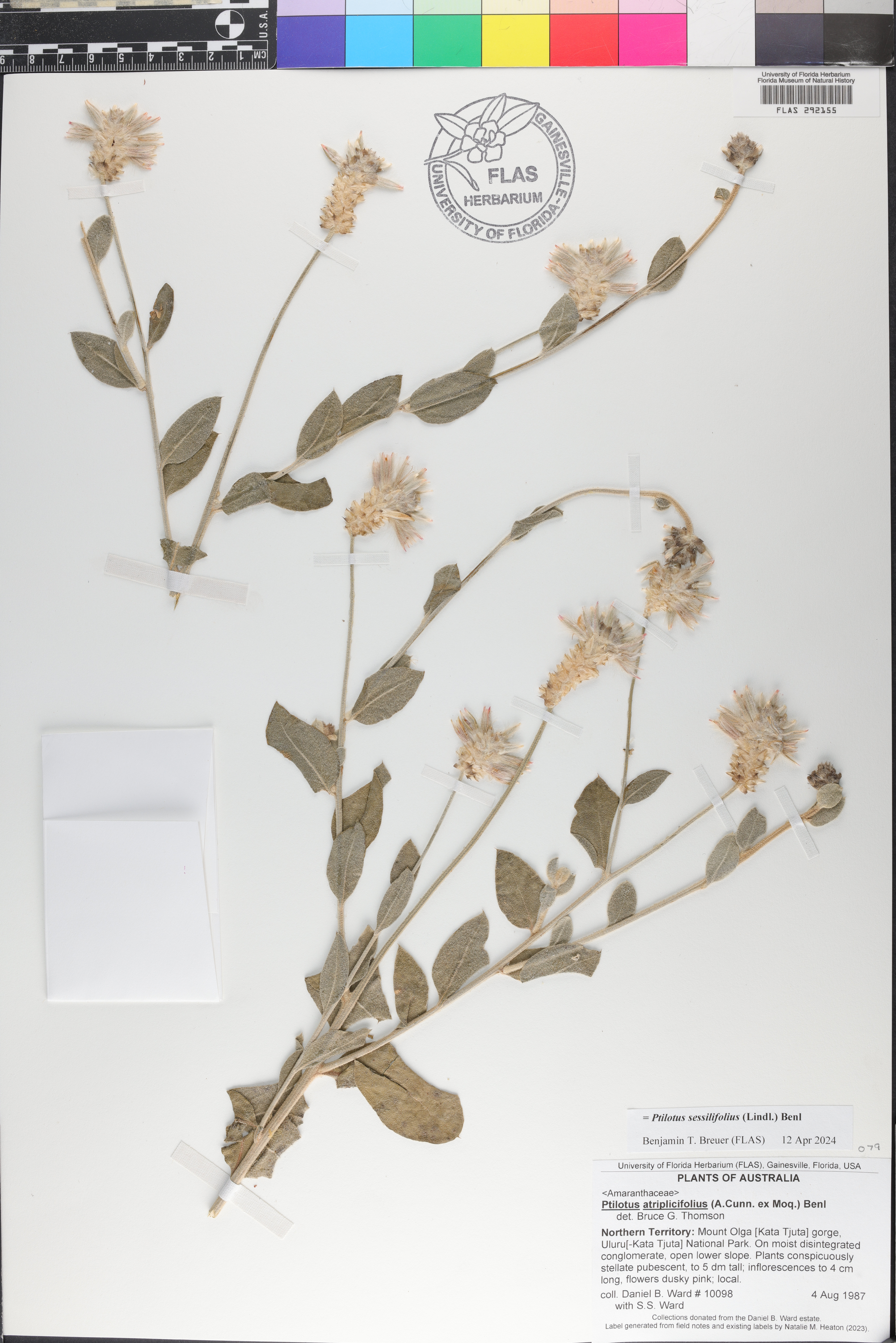 Ptilotus sessilifolius image