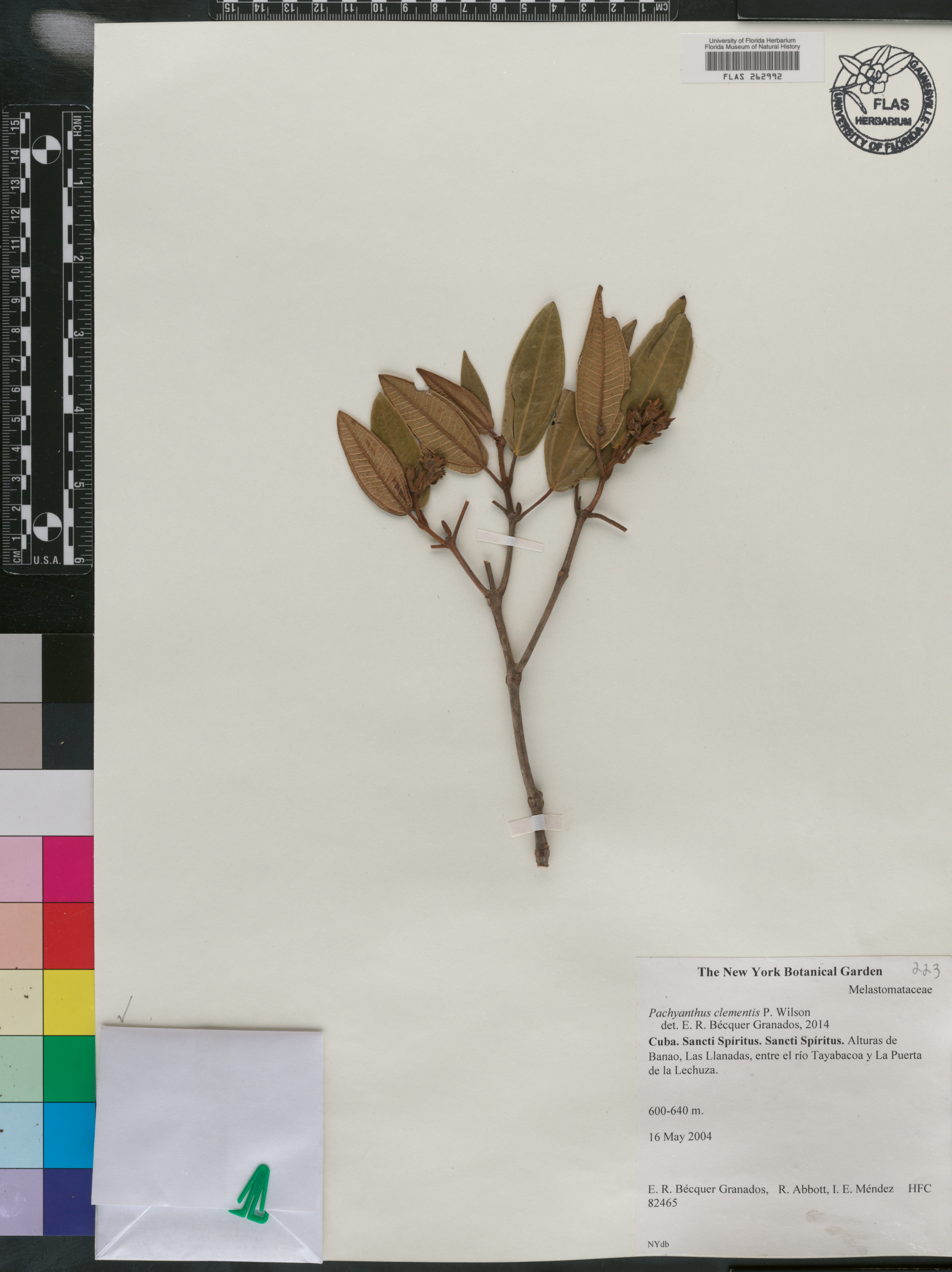 Pachyanthus image