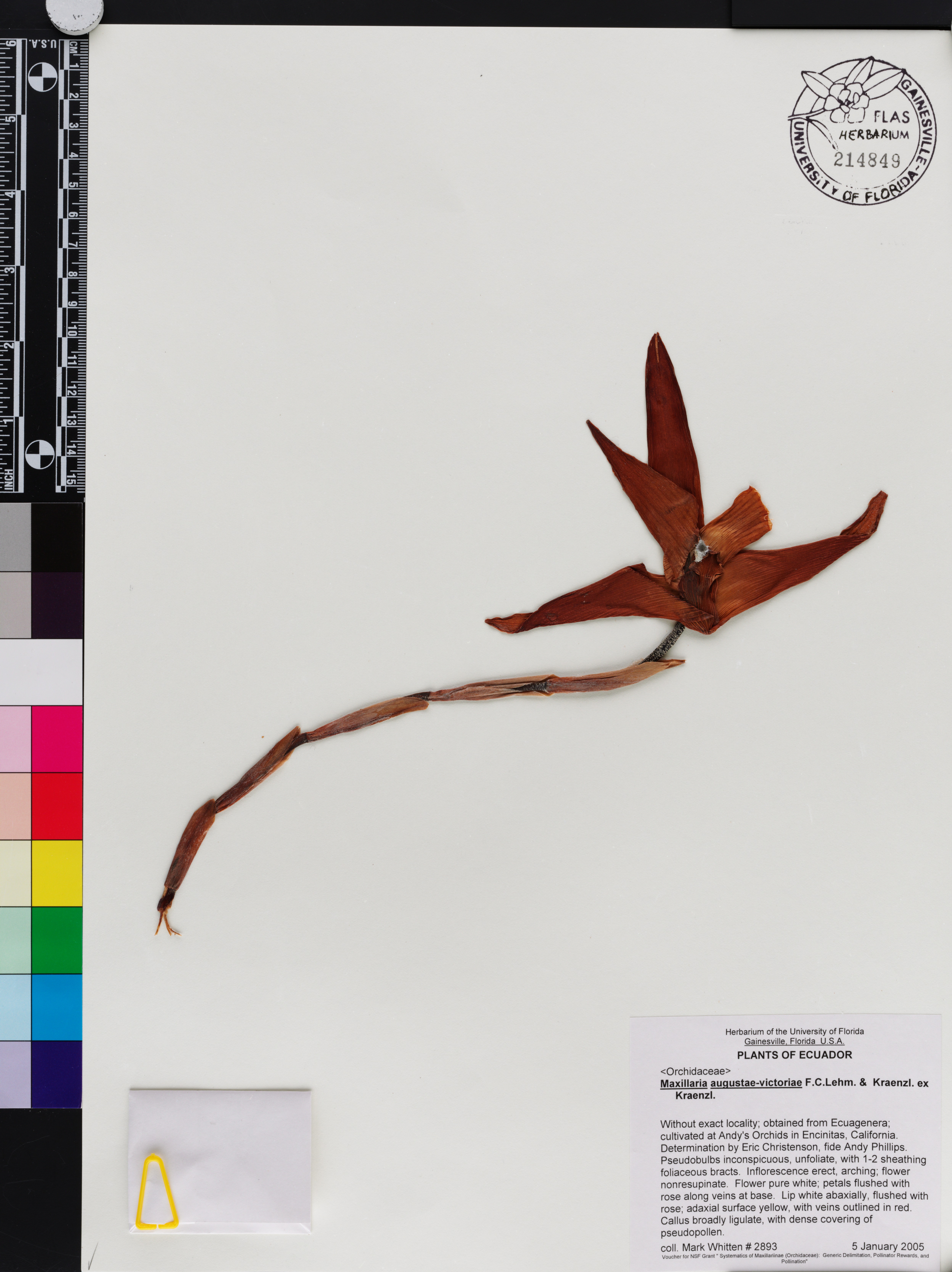 Maxillaria augustae-victoriae image