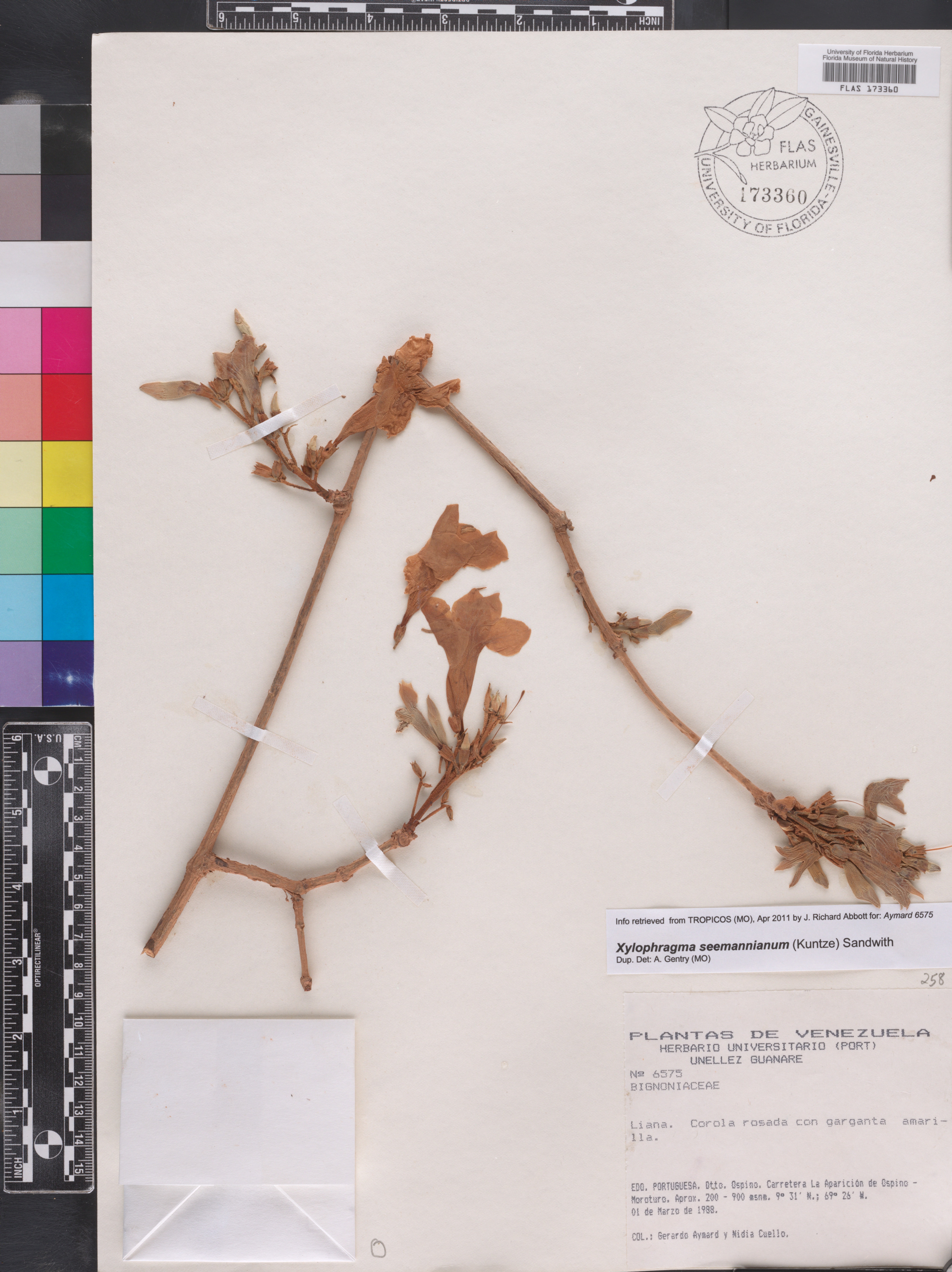 Xylophragma thumbnail