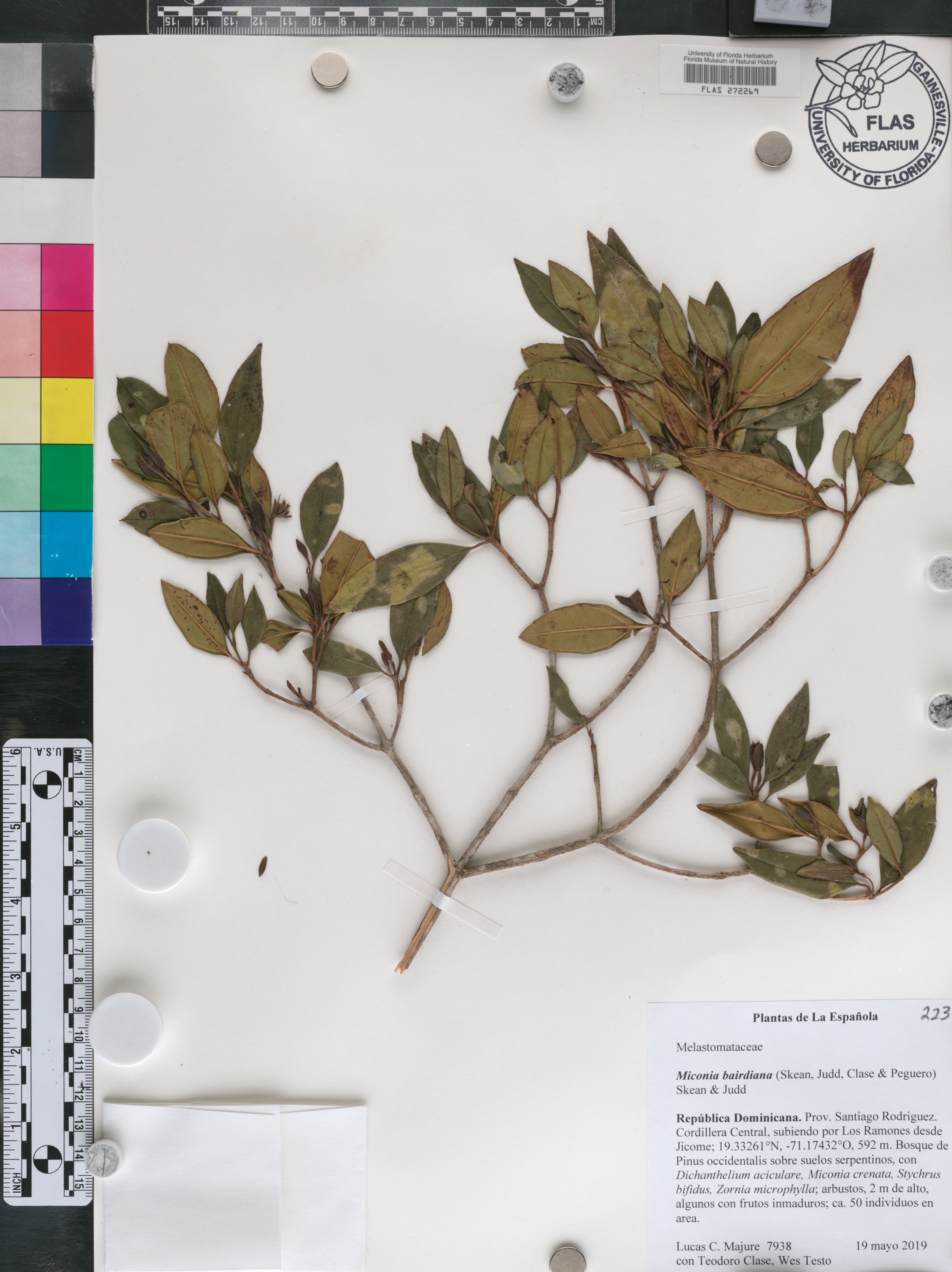 Miconia bairdiana image
