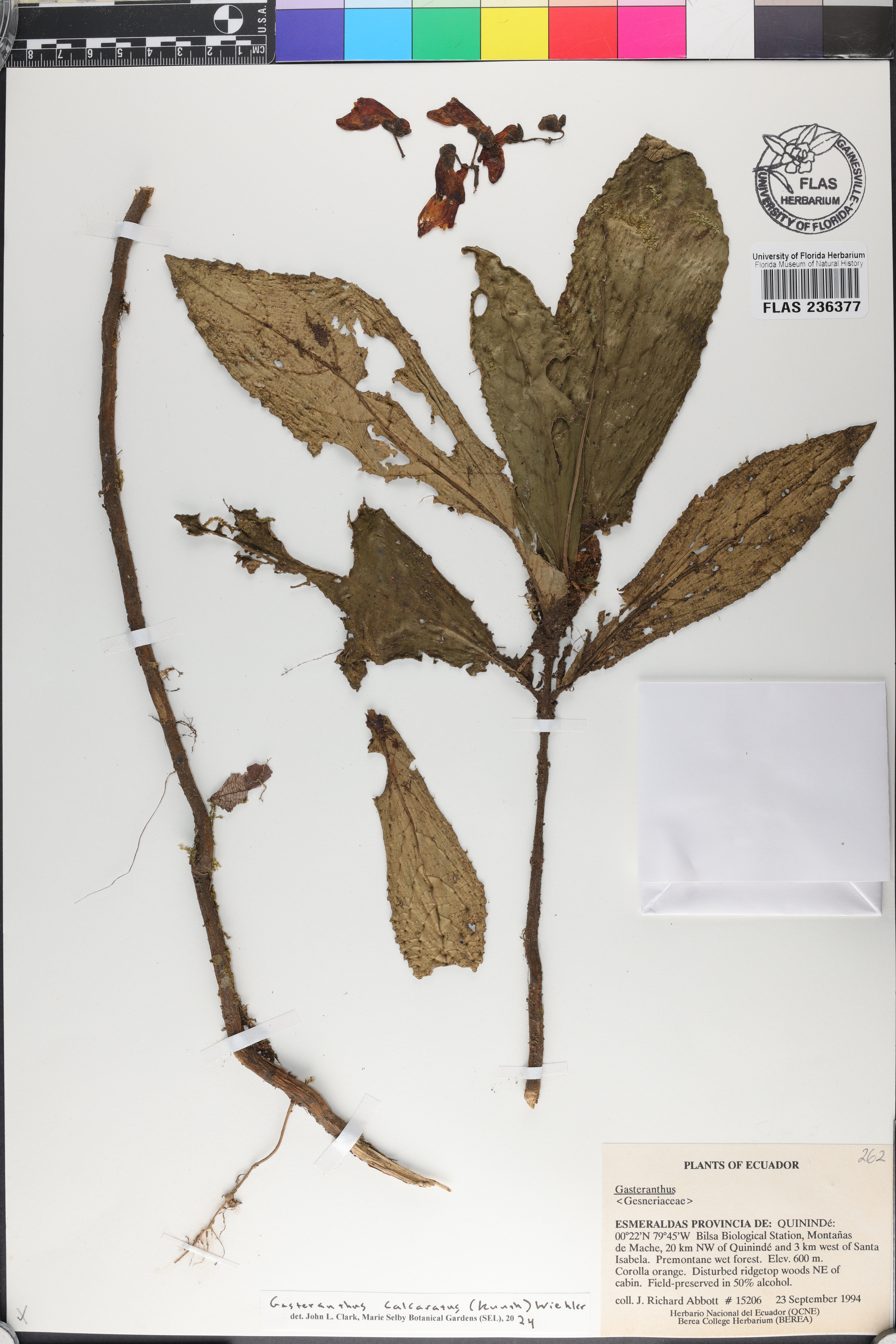 Gasteranthus calcaratus image