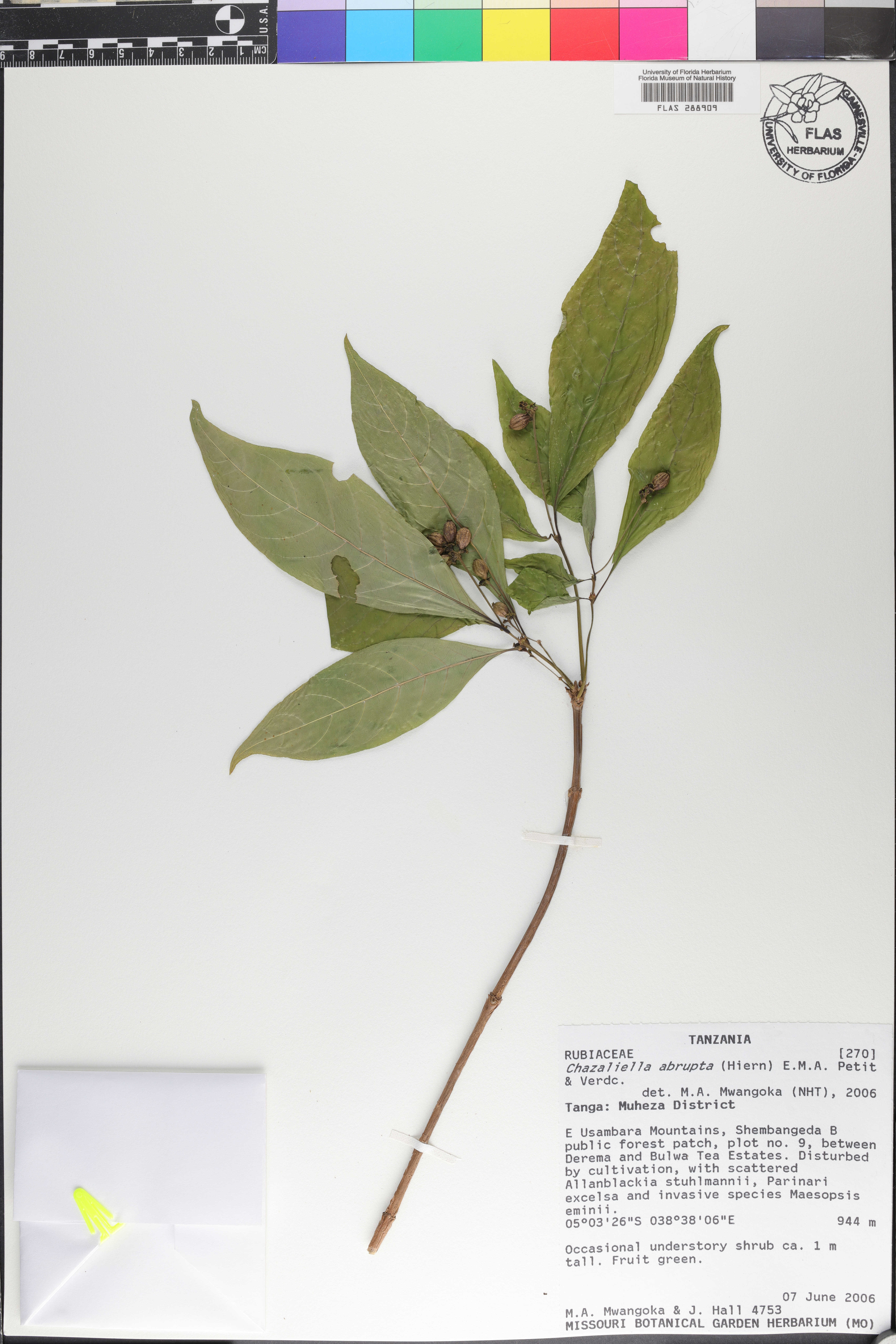Eumachia abrupta image