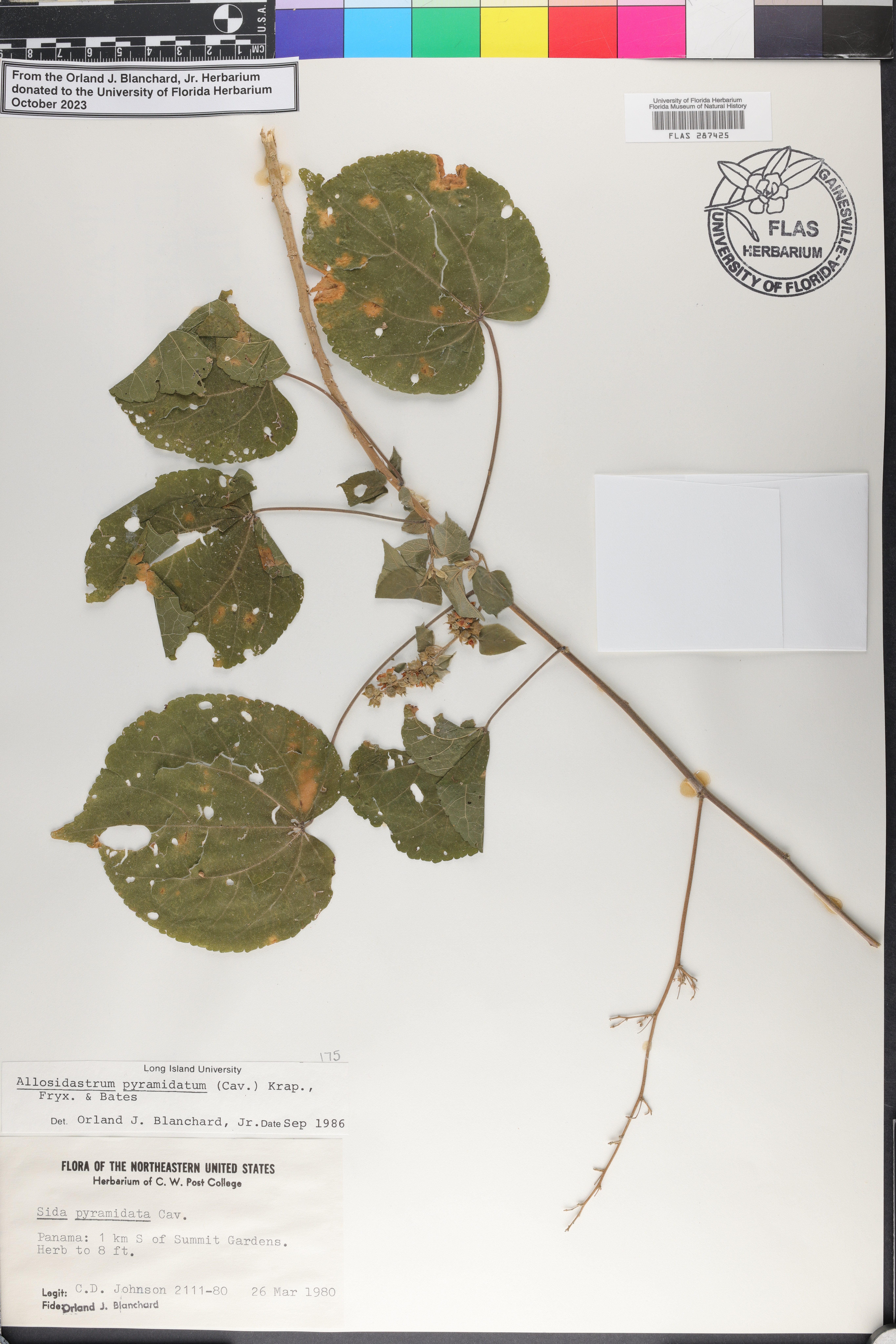 Allosidastrum pyramidatum image