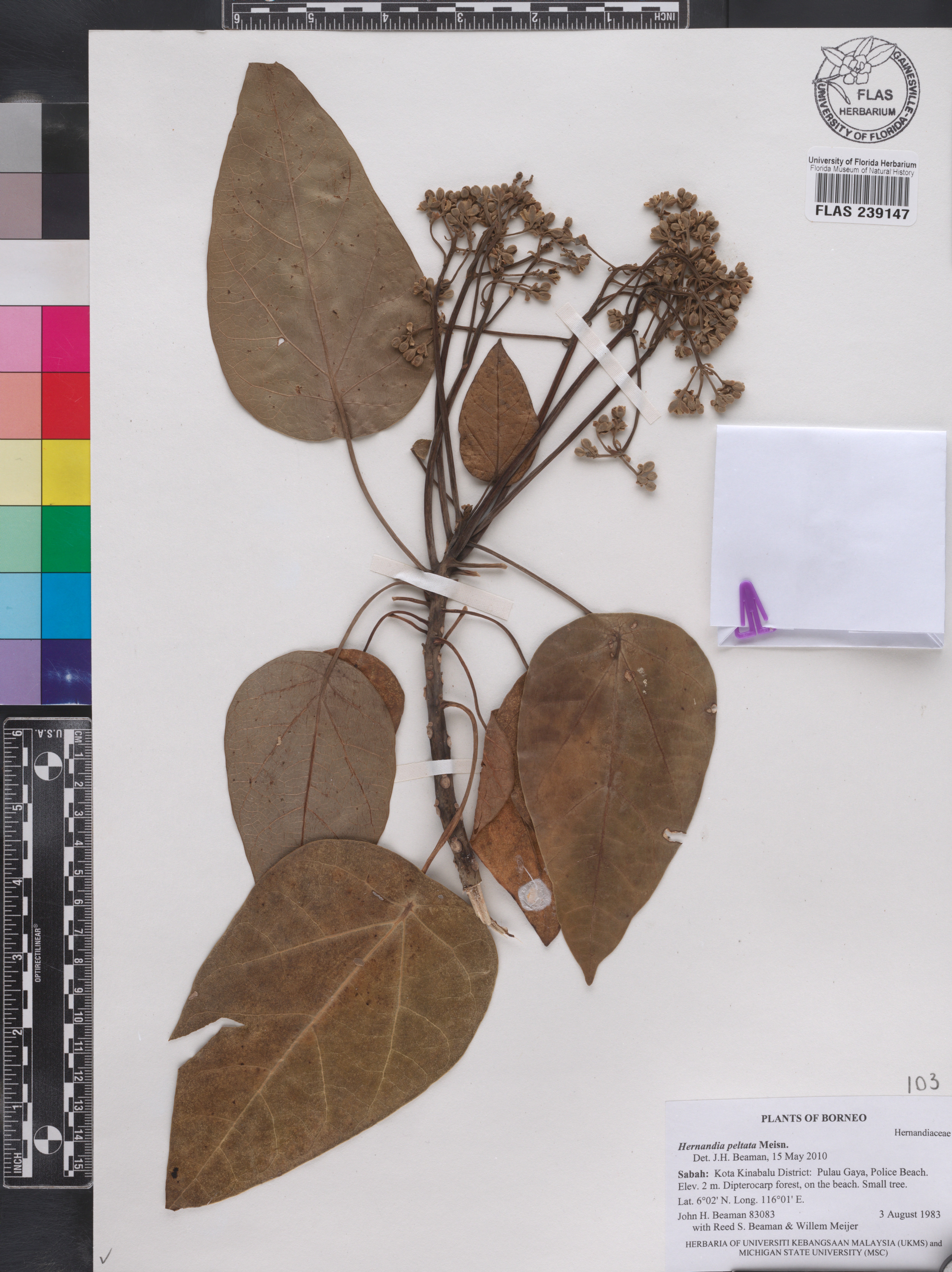 Hernandia peltata image