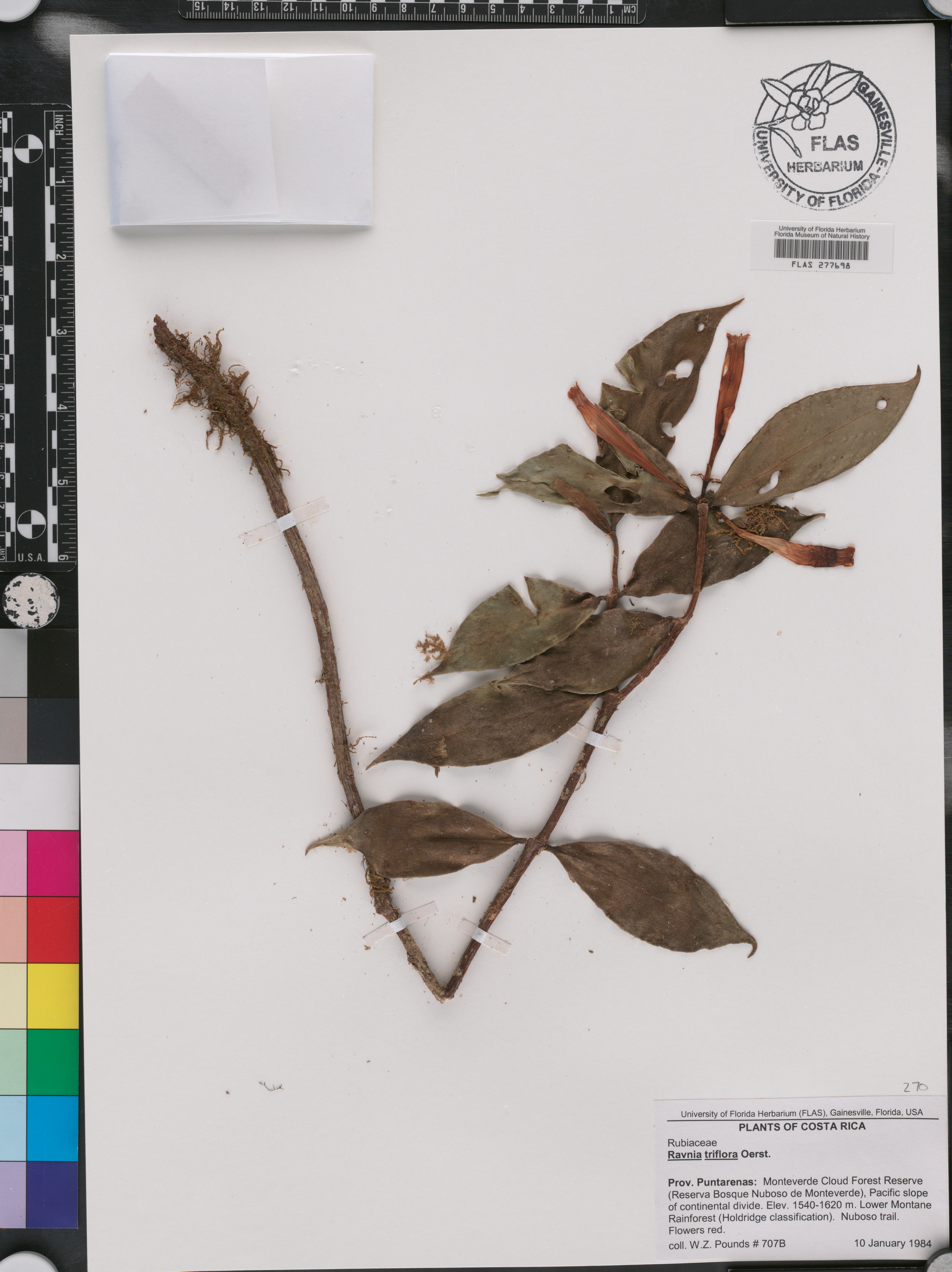 Hillia triflora image