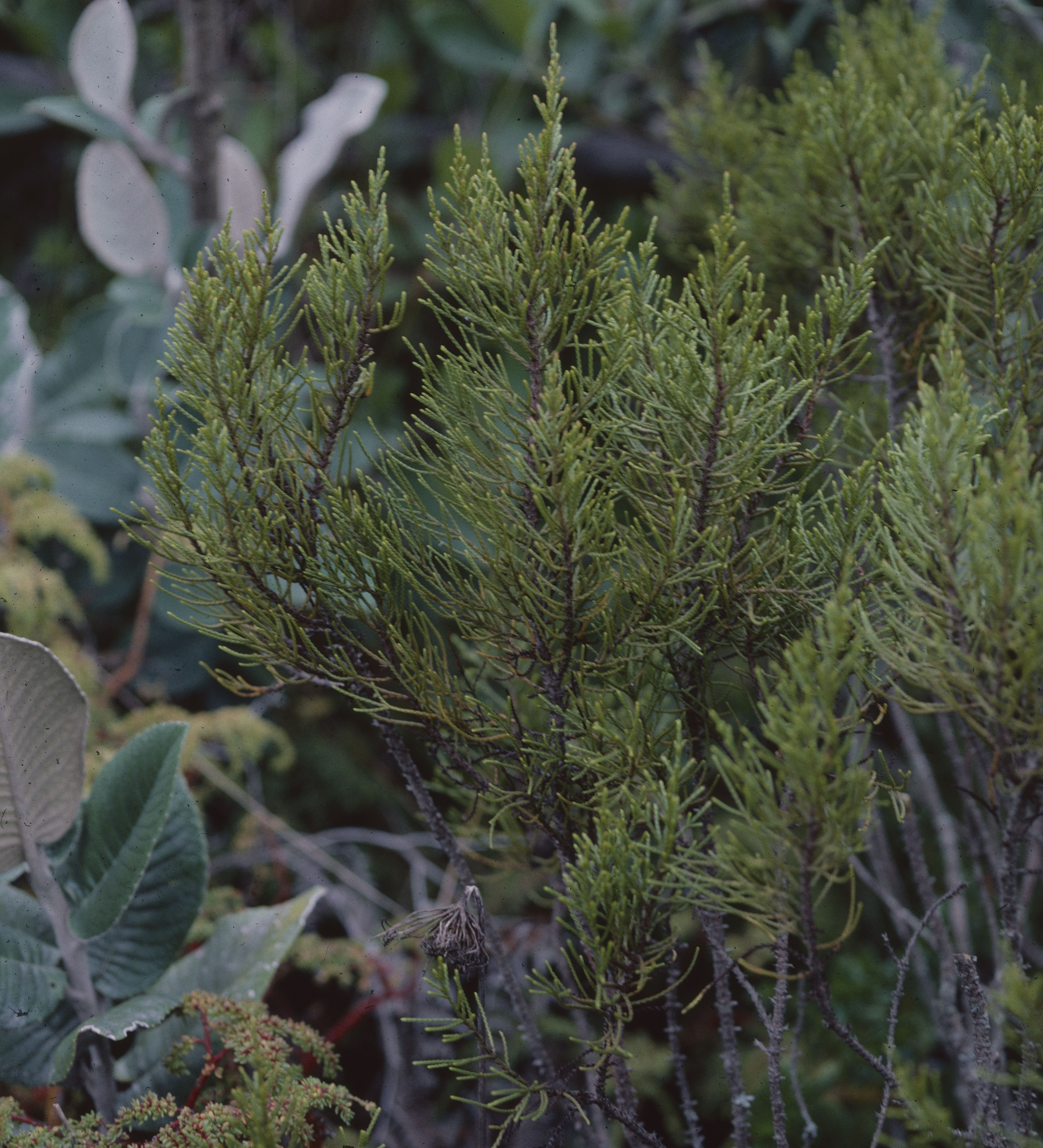 Hypericum millefolium image