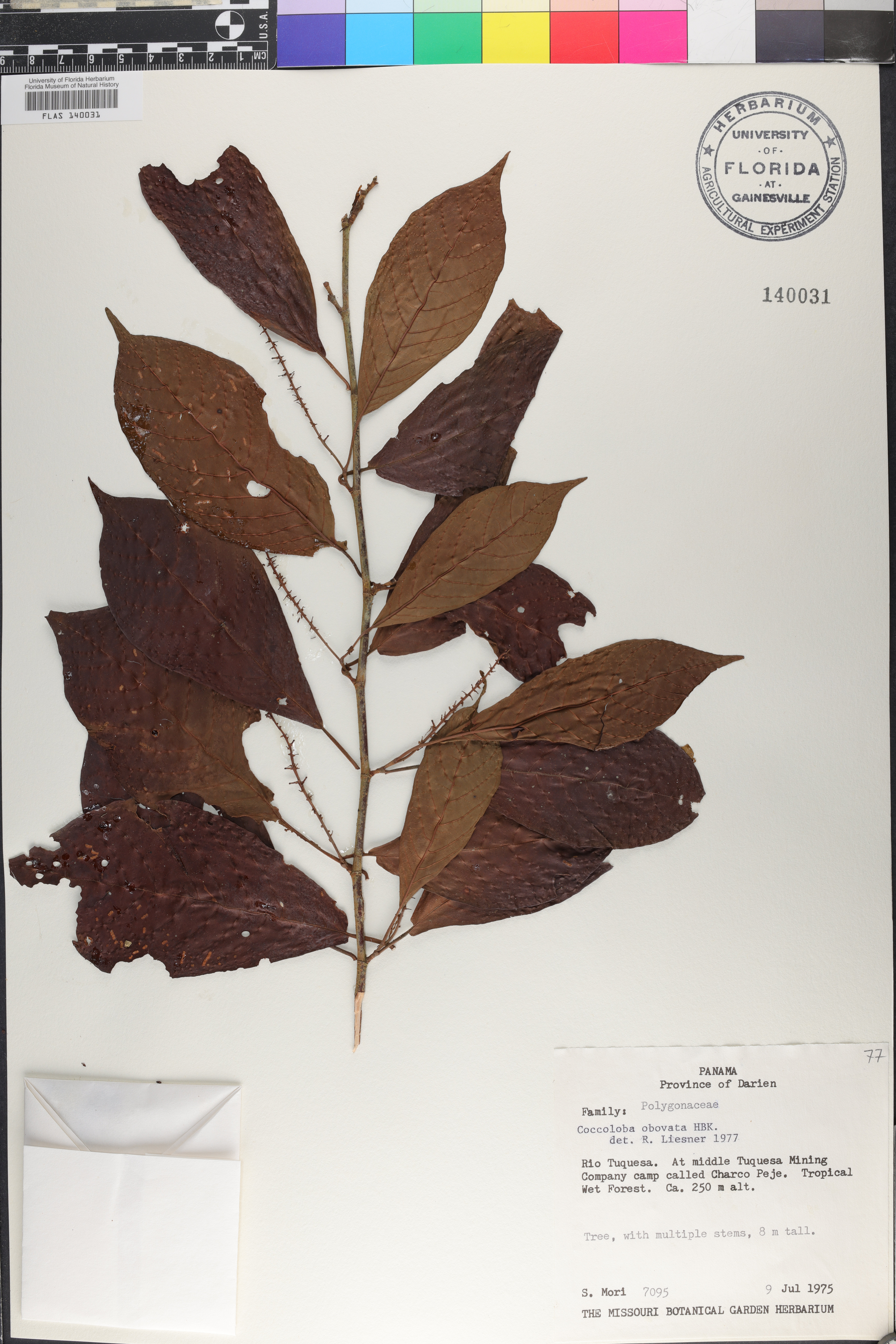 Coccoloba obovata image