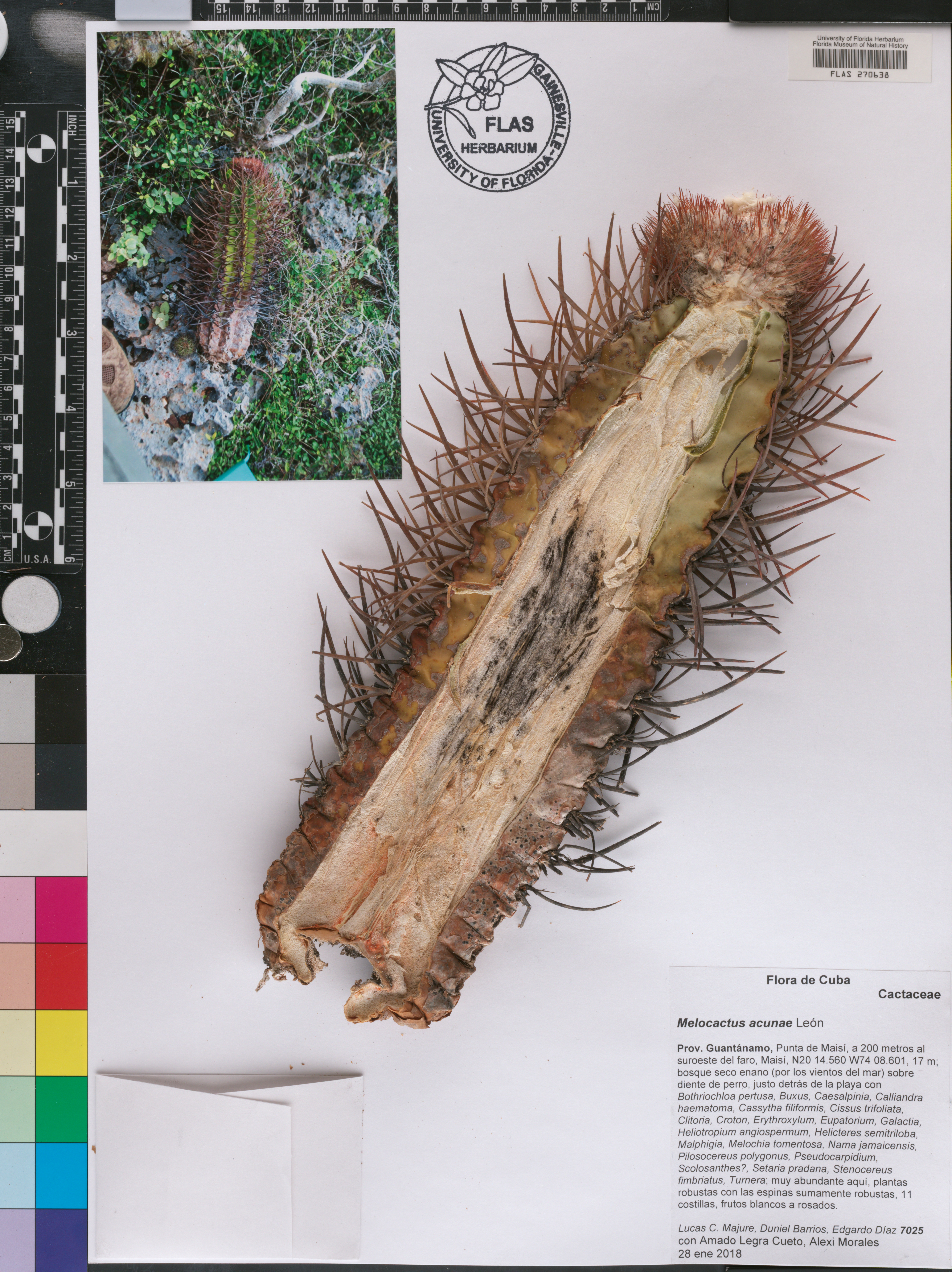 Melocactus harlowii image