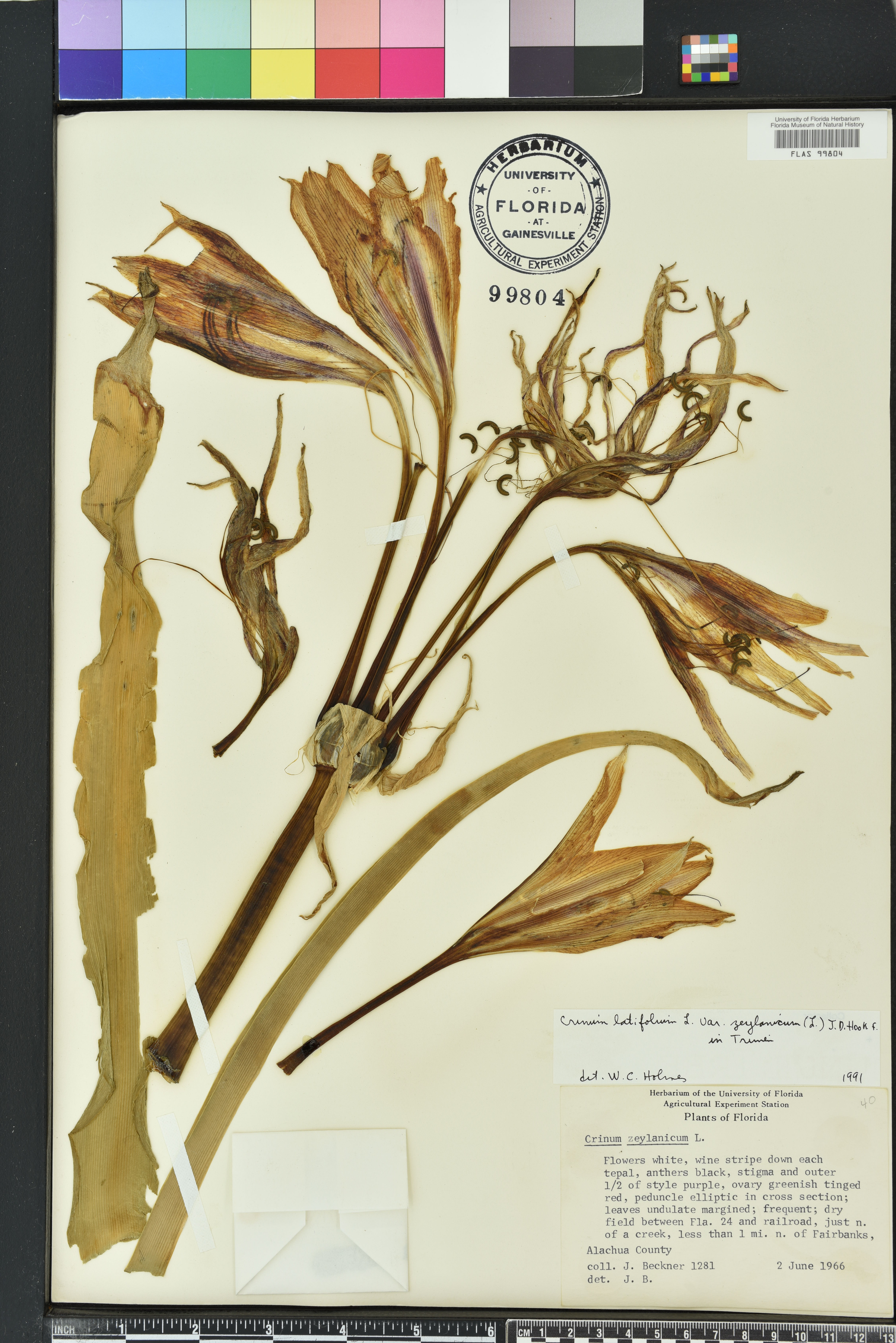 Crinum zeylanicum image