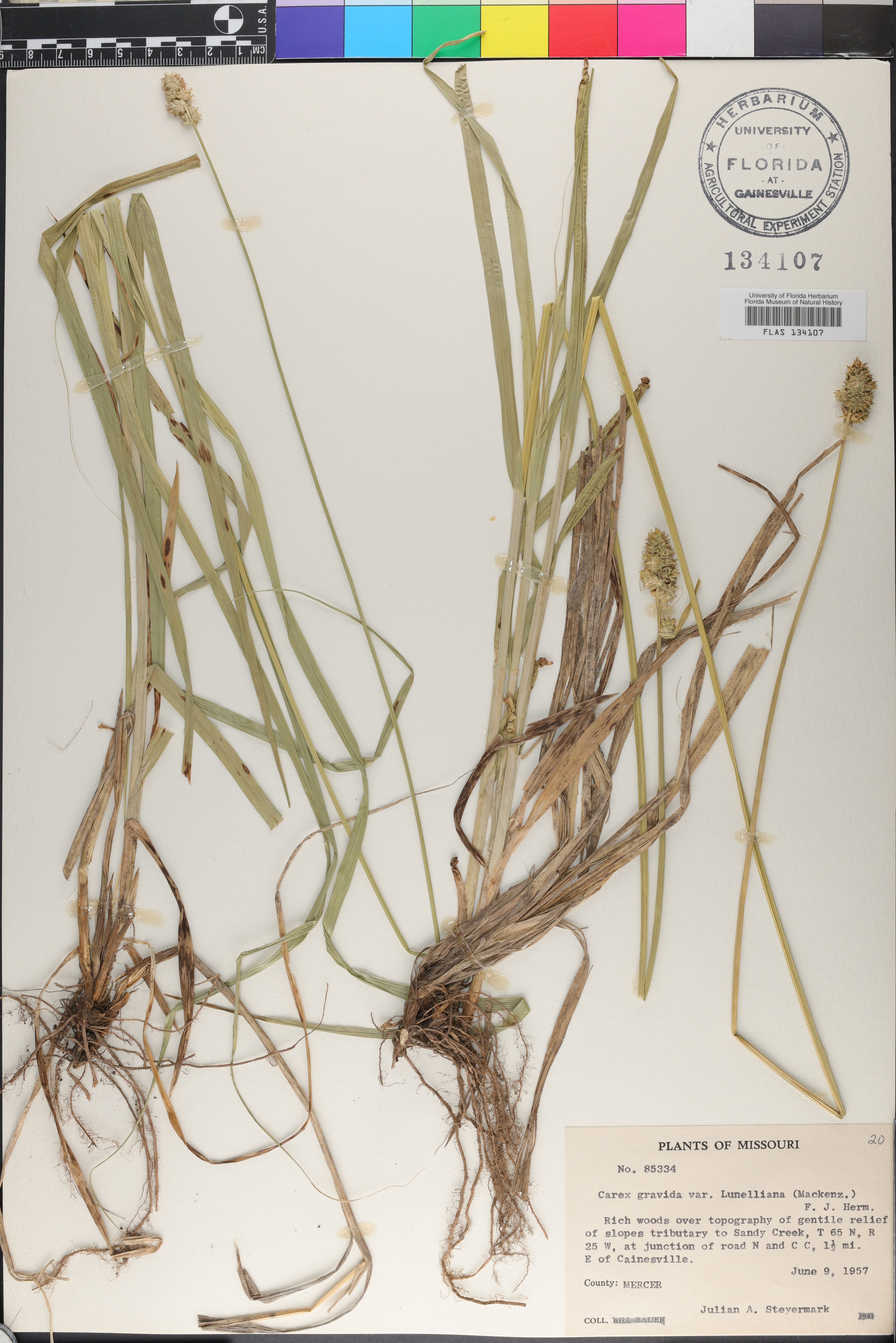 Carex gravida var. lunelliana image